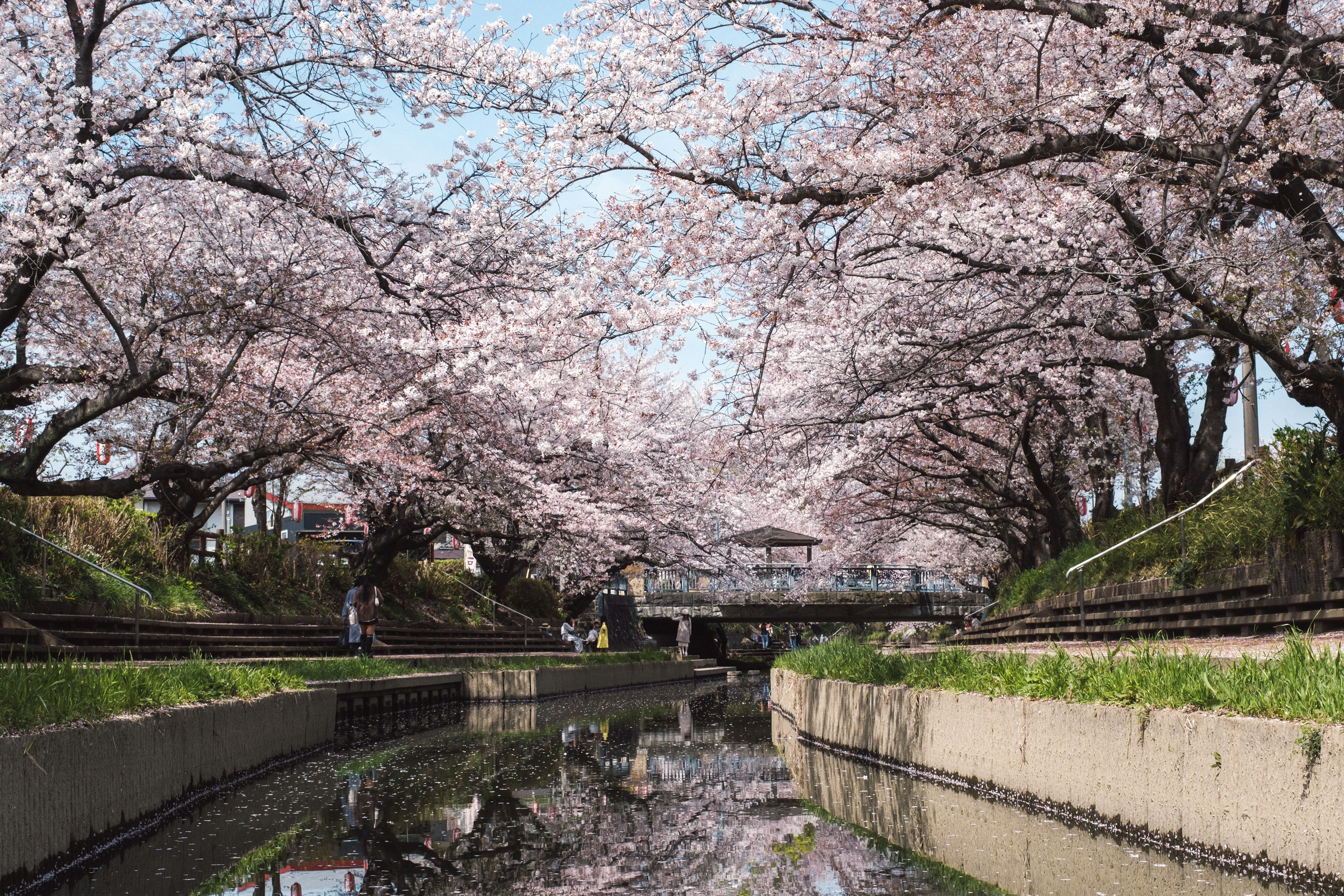 Pemandangan indah dengan bunga sakura mengelilingi sungai