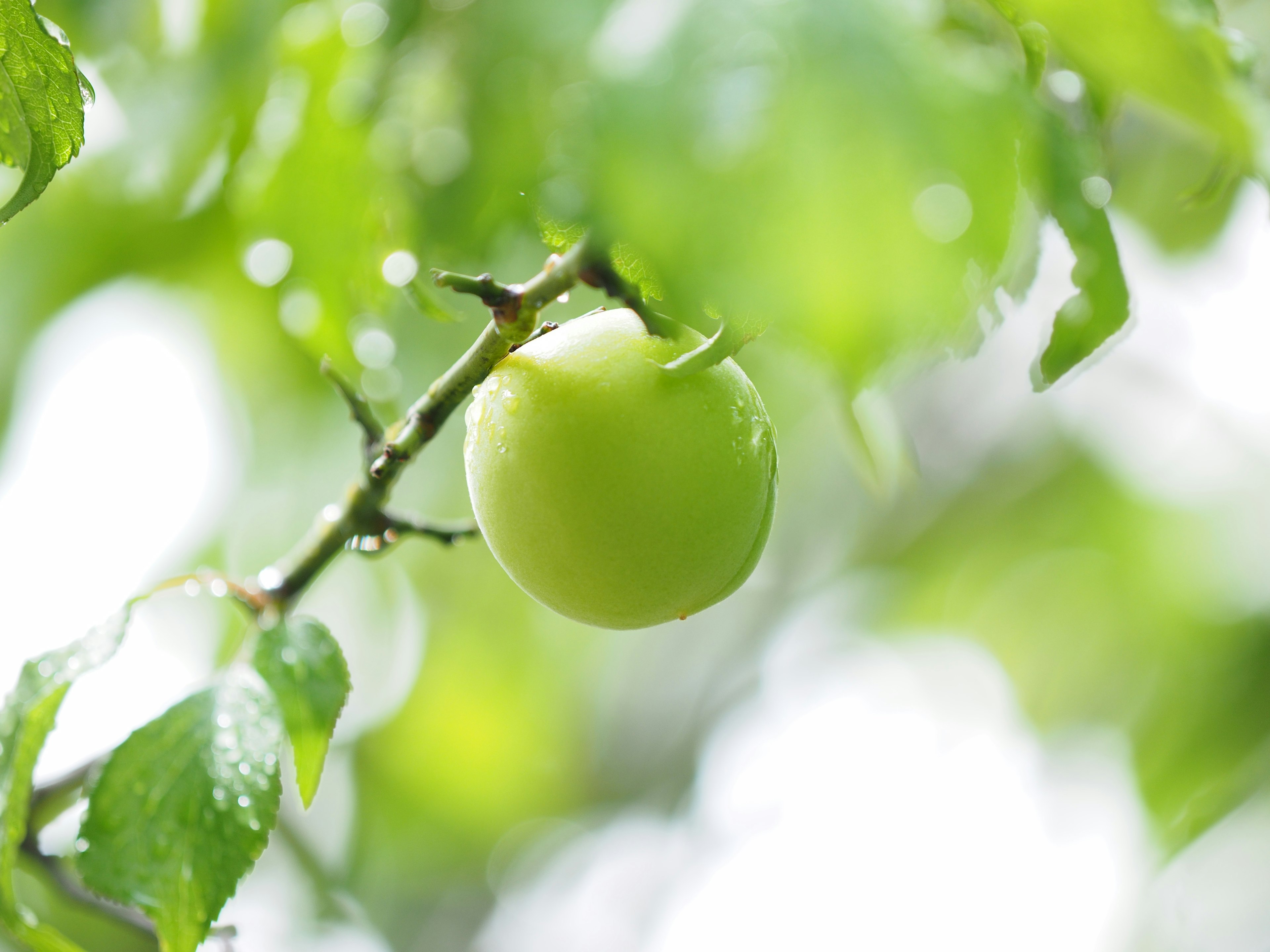 Grüner Apfel hängt zwischen den Blättern