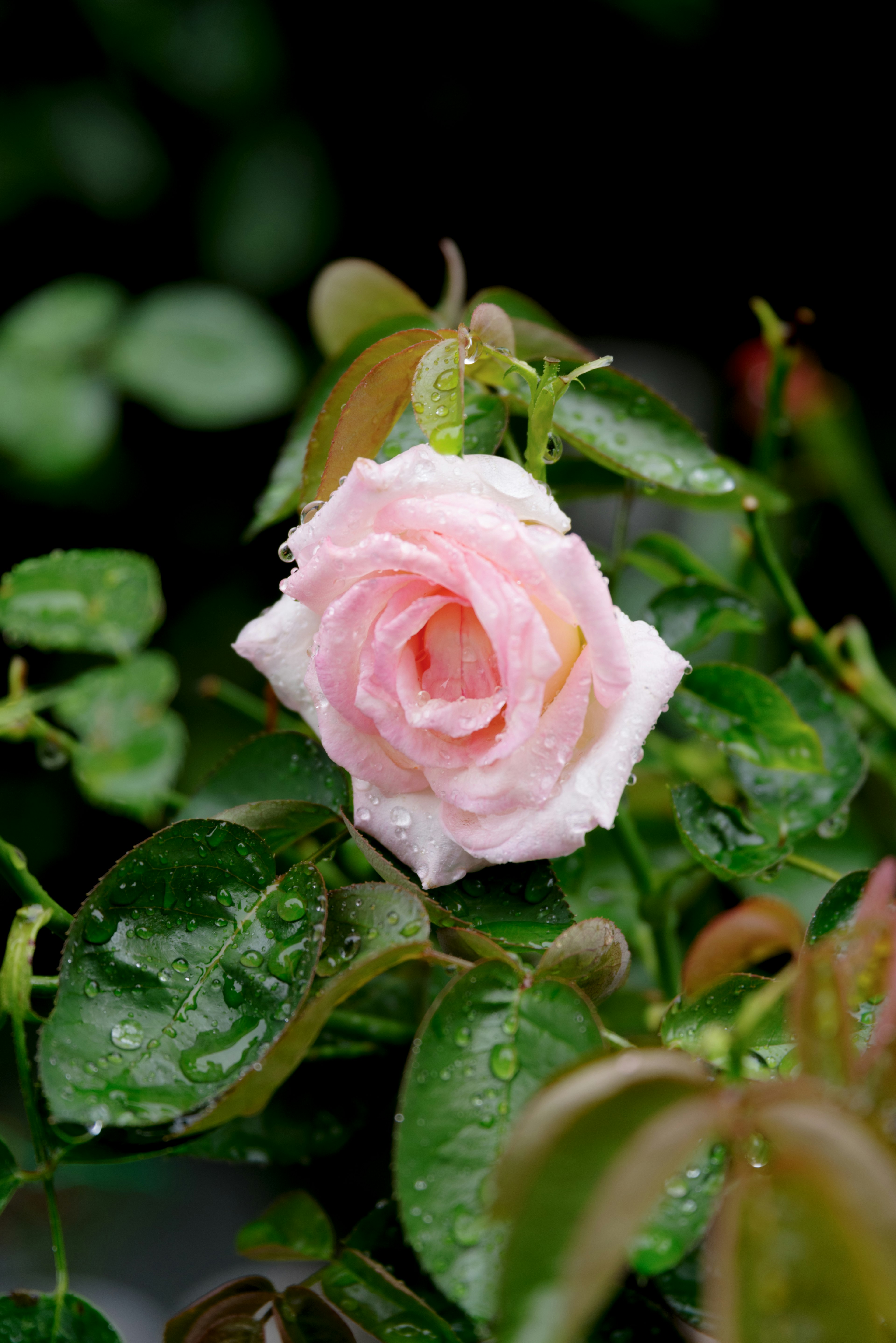 Una rosa rosa che fiorisce tra le foglie verdi con gocce d'acqua