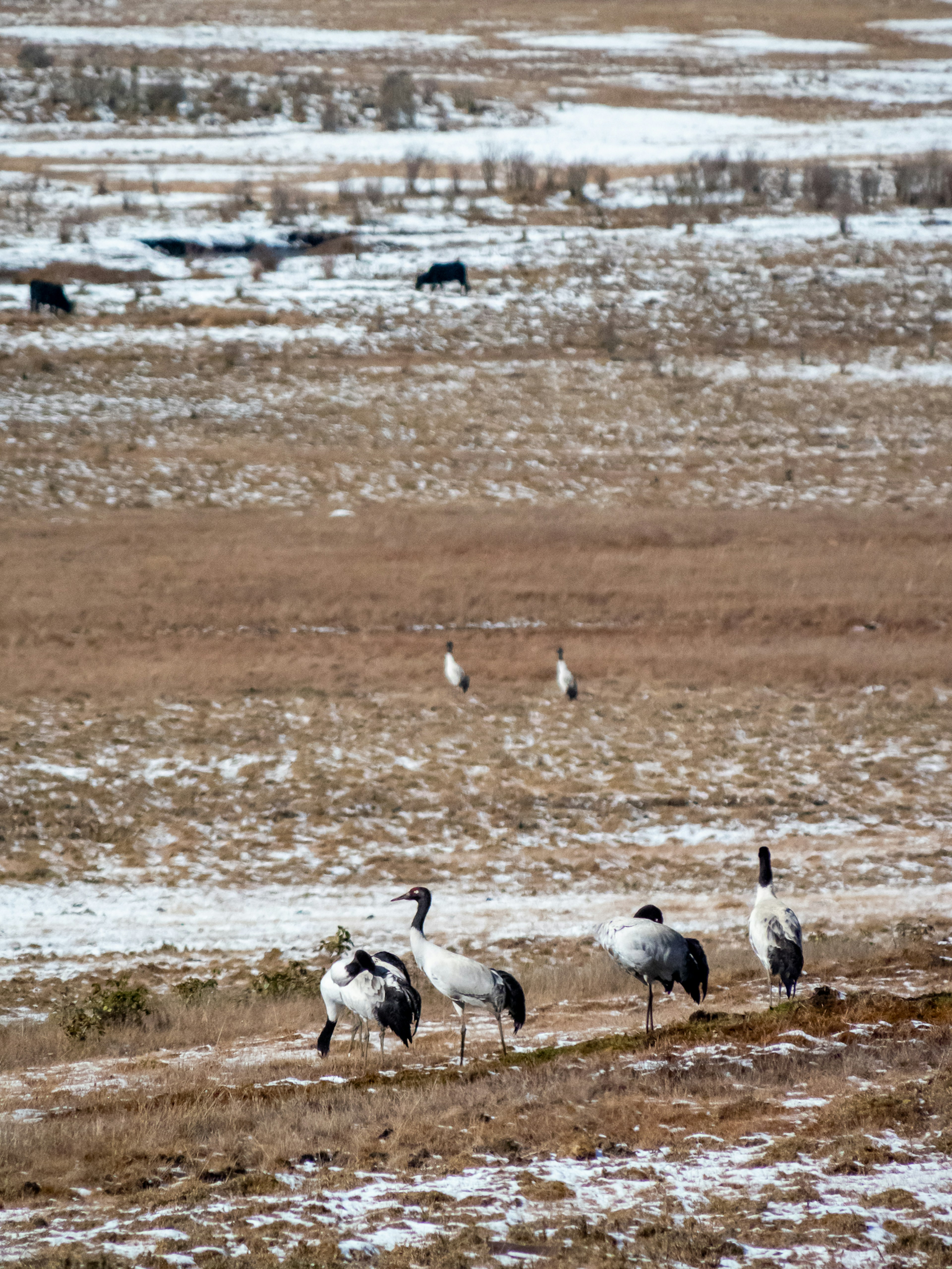 Un grupo de grúas caminando en un campo nevado