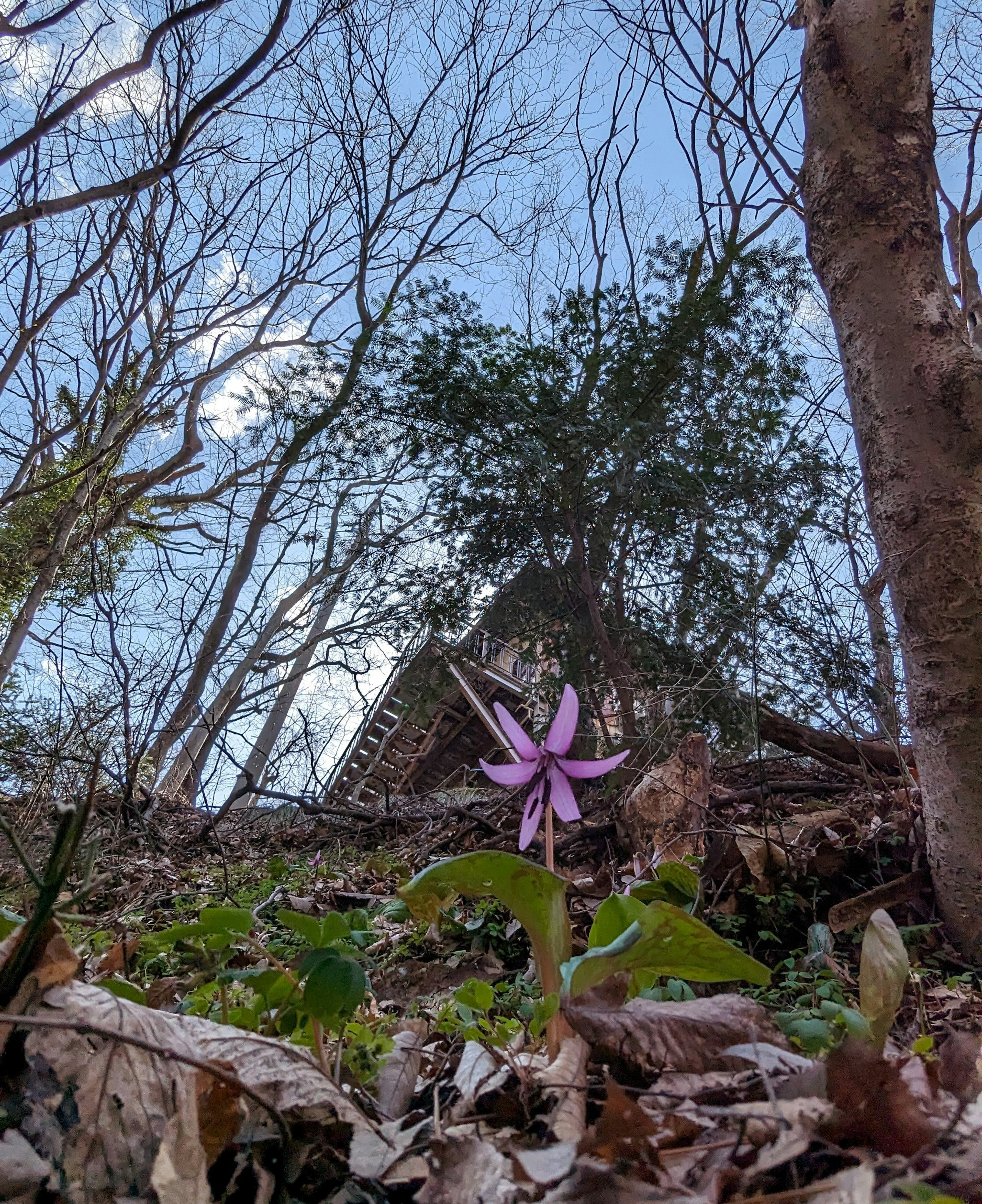 Una flor morada floreciendo en el suelo del bosque con árboles al fondo