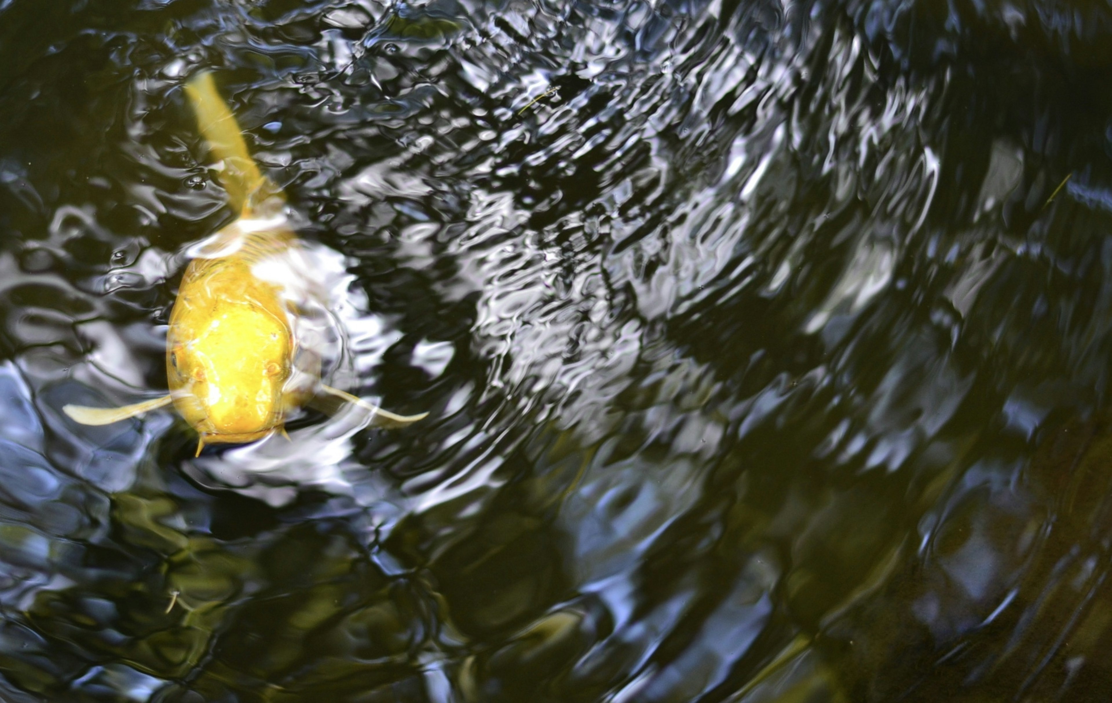 Pesce giallo che nuota nell'acqua con increspature