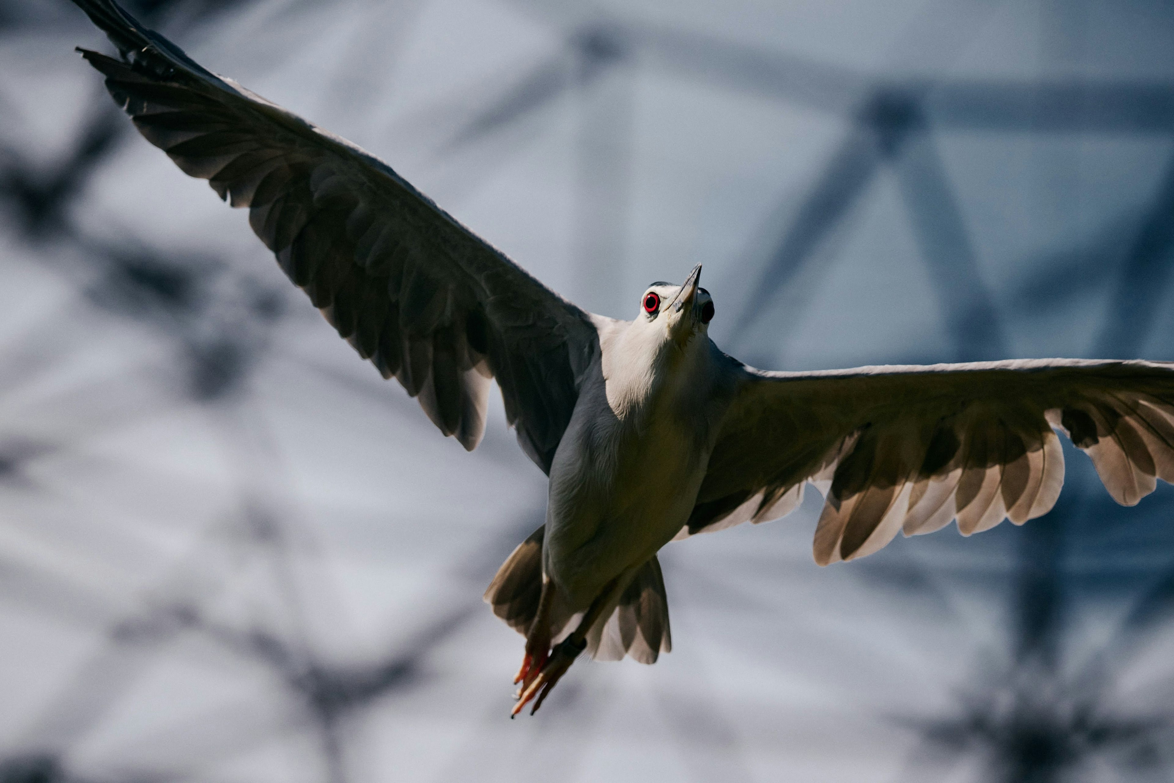 A white bird flying with a geometric structure in the background