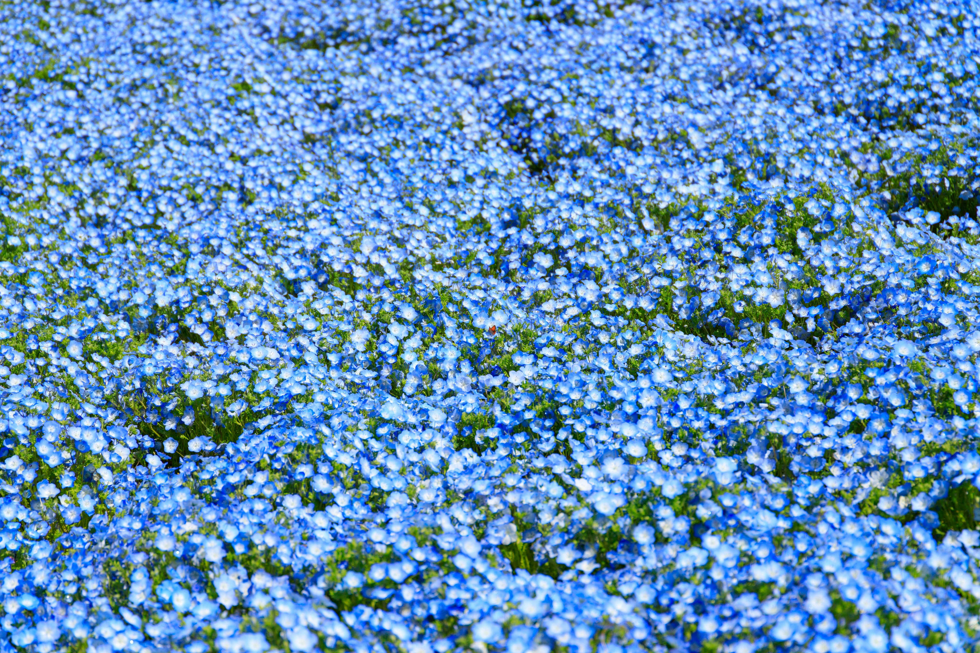 Champ vaste recouvert de fleurs bleues en pleine floraison