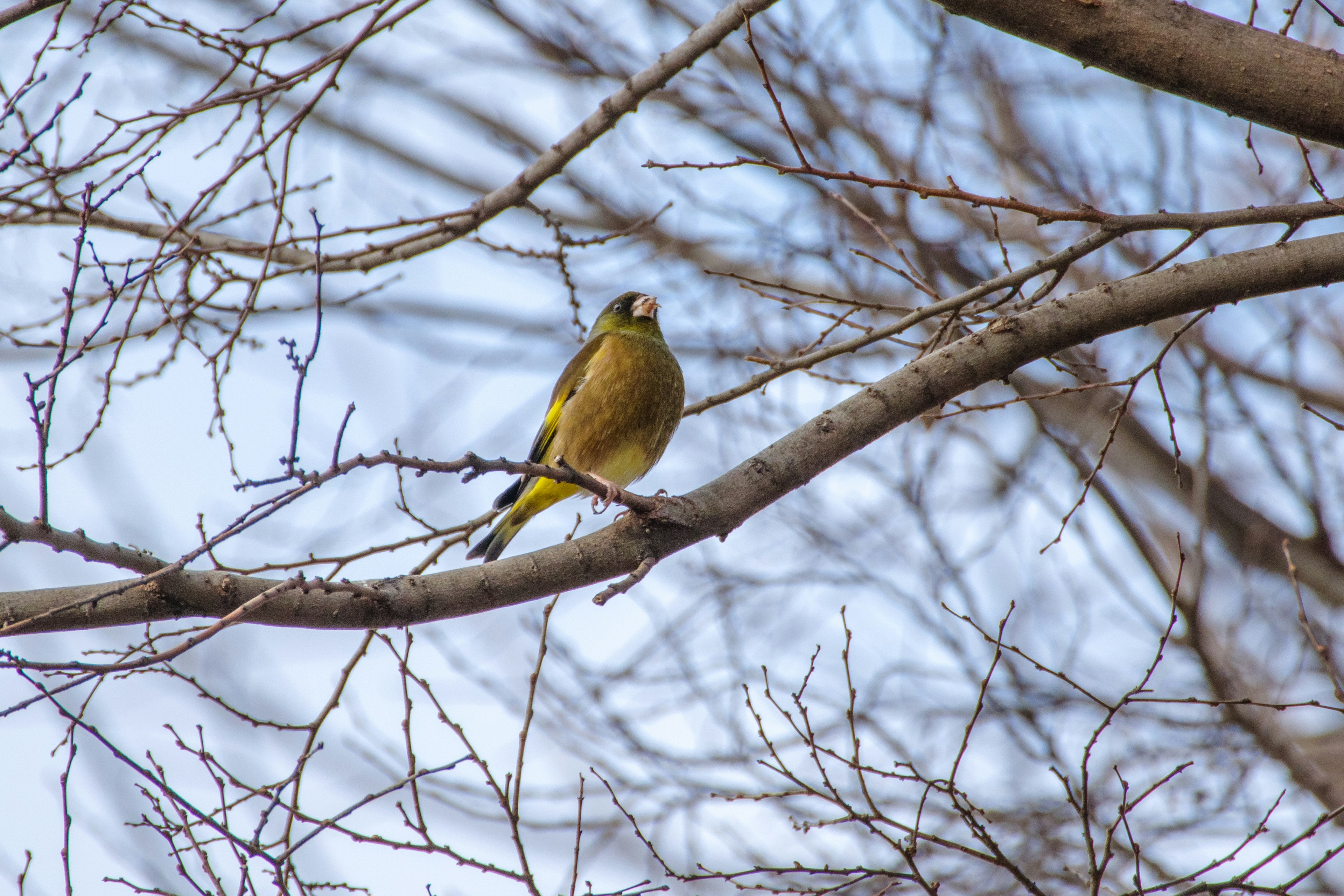 Uccello giallo appollaiato su un ramo d'albero spoglio in primavera