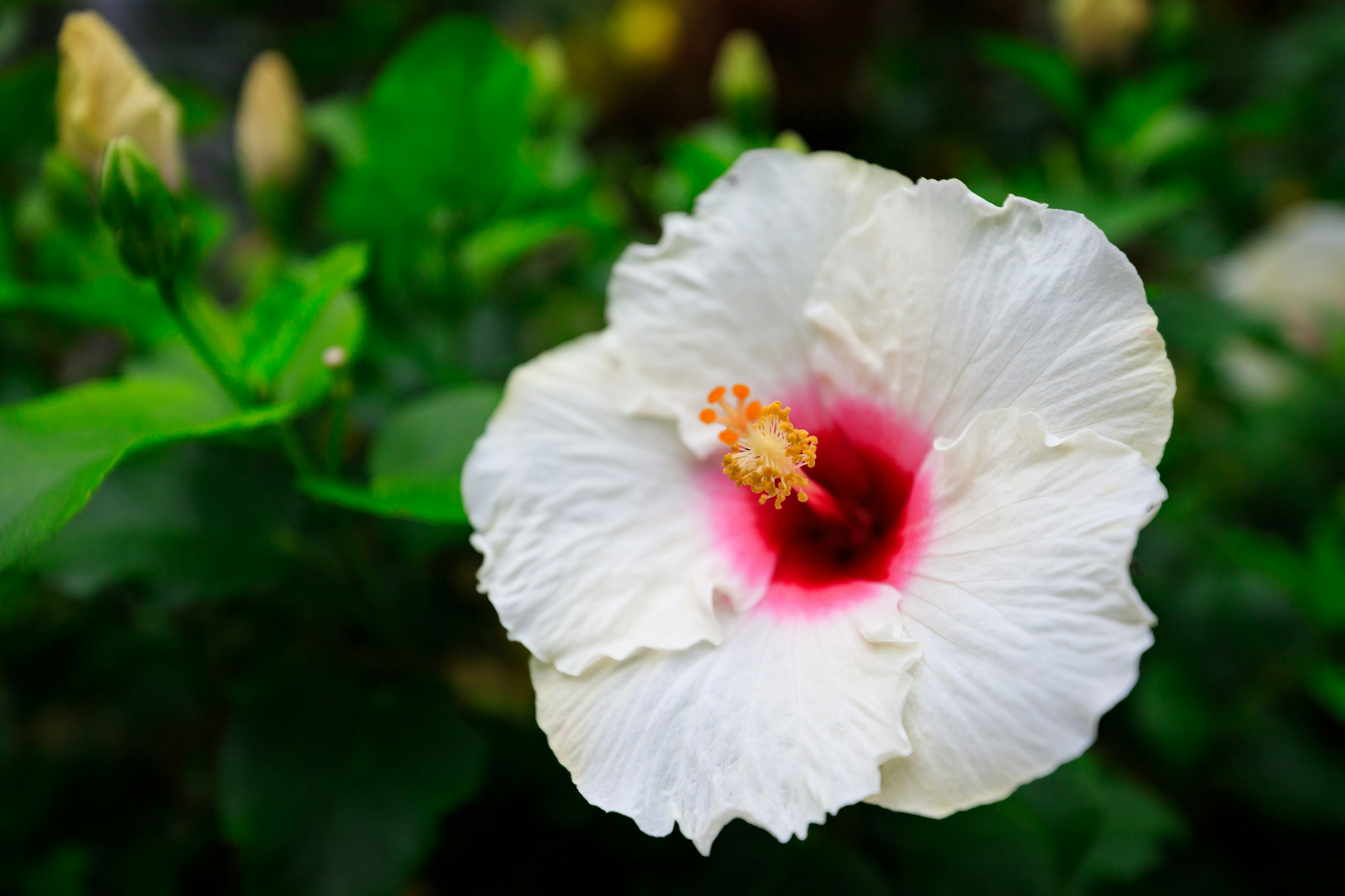 白いハイビスカスの花が緑の葉に囲まれている