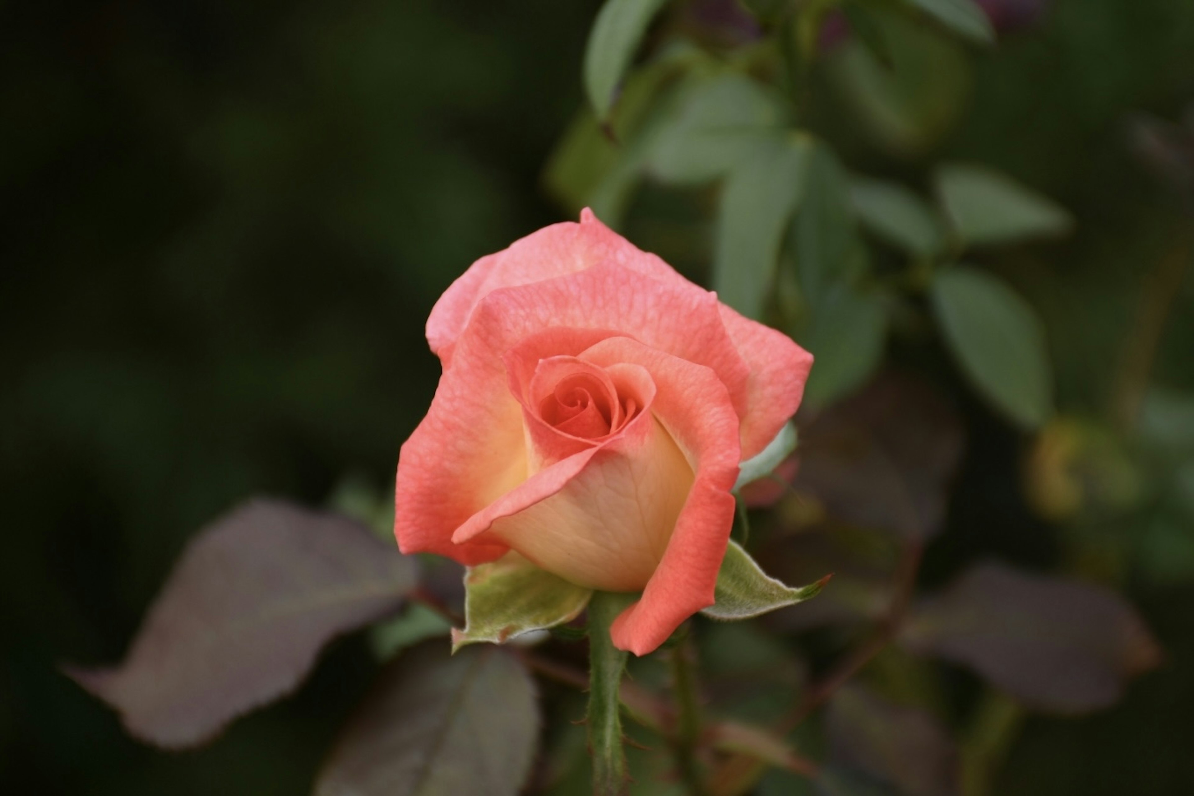 Eine zarte rosa Rose blüht zwischen grünen Blättern