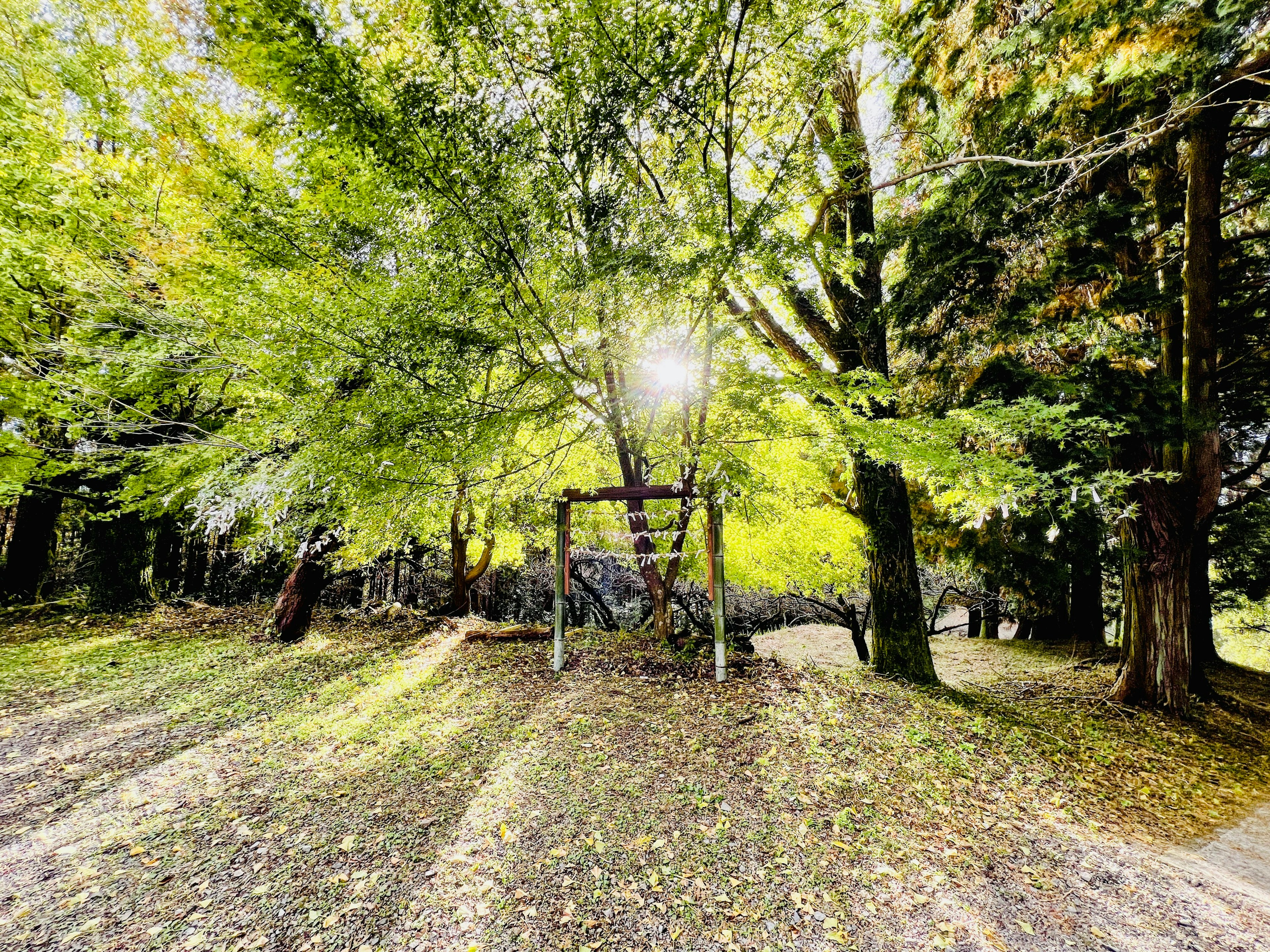 Attrezzatura da gioco circondata da alberi verdi lussureggianti e luce brillante