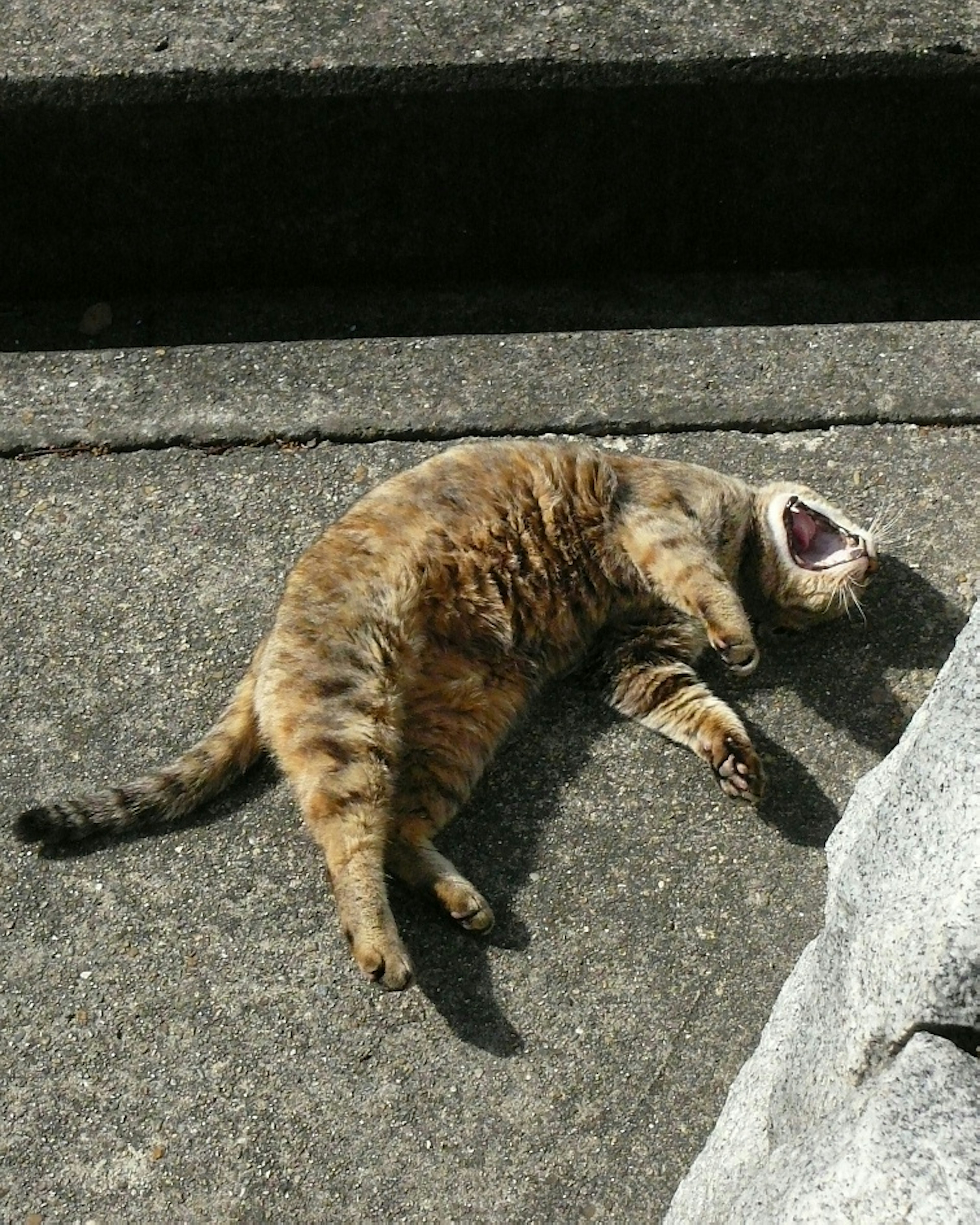 A cat lying on the ground yawning in the sunlight