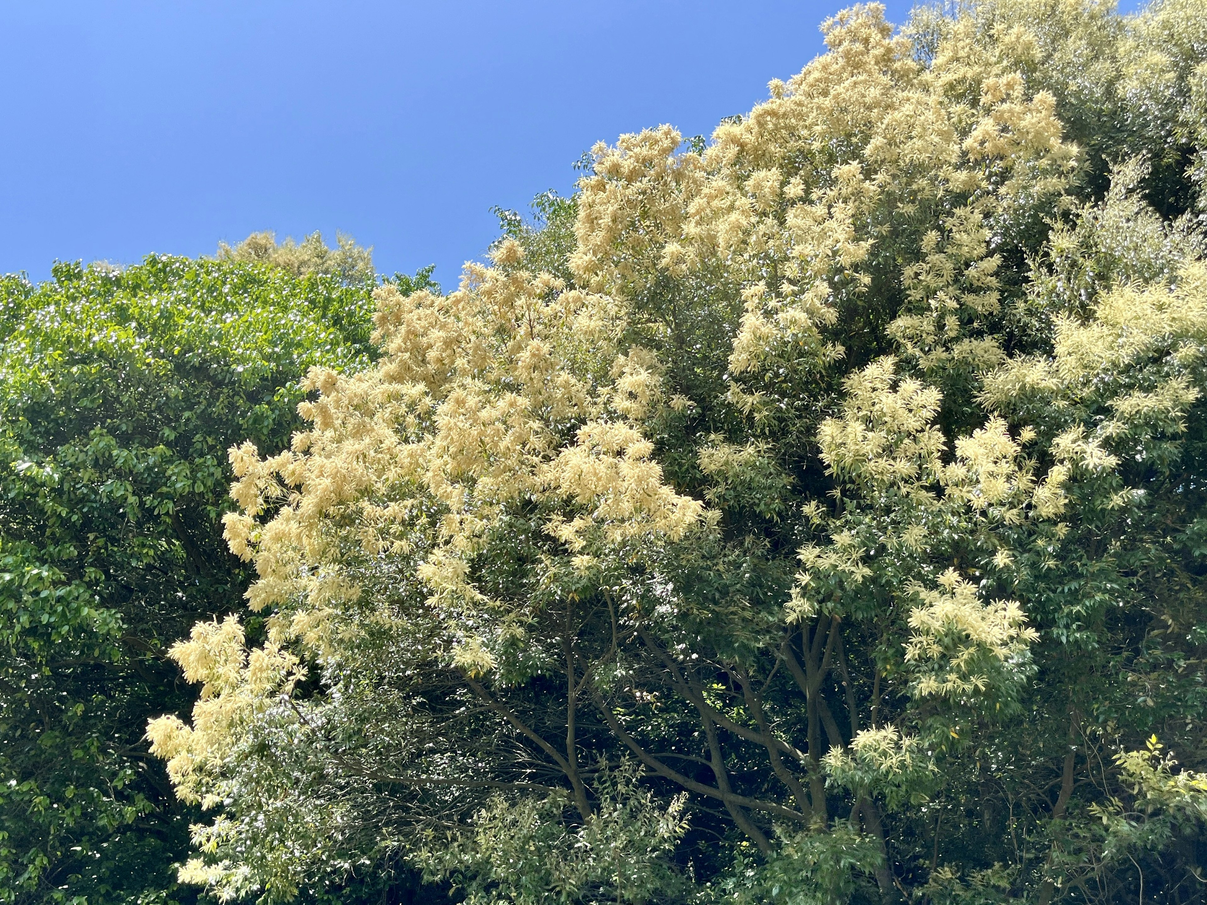 青空の下で繁茂した木々と花