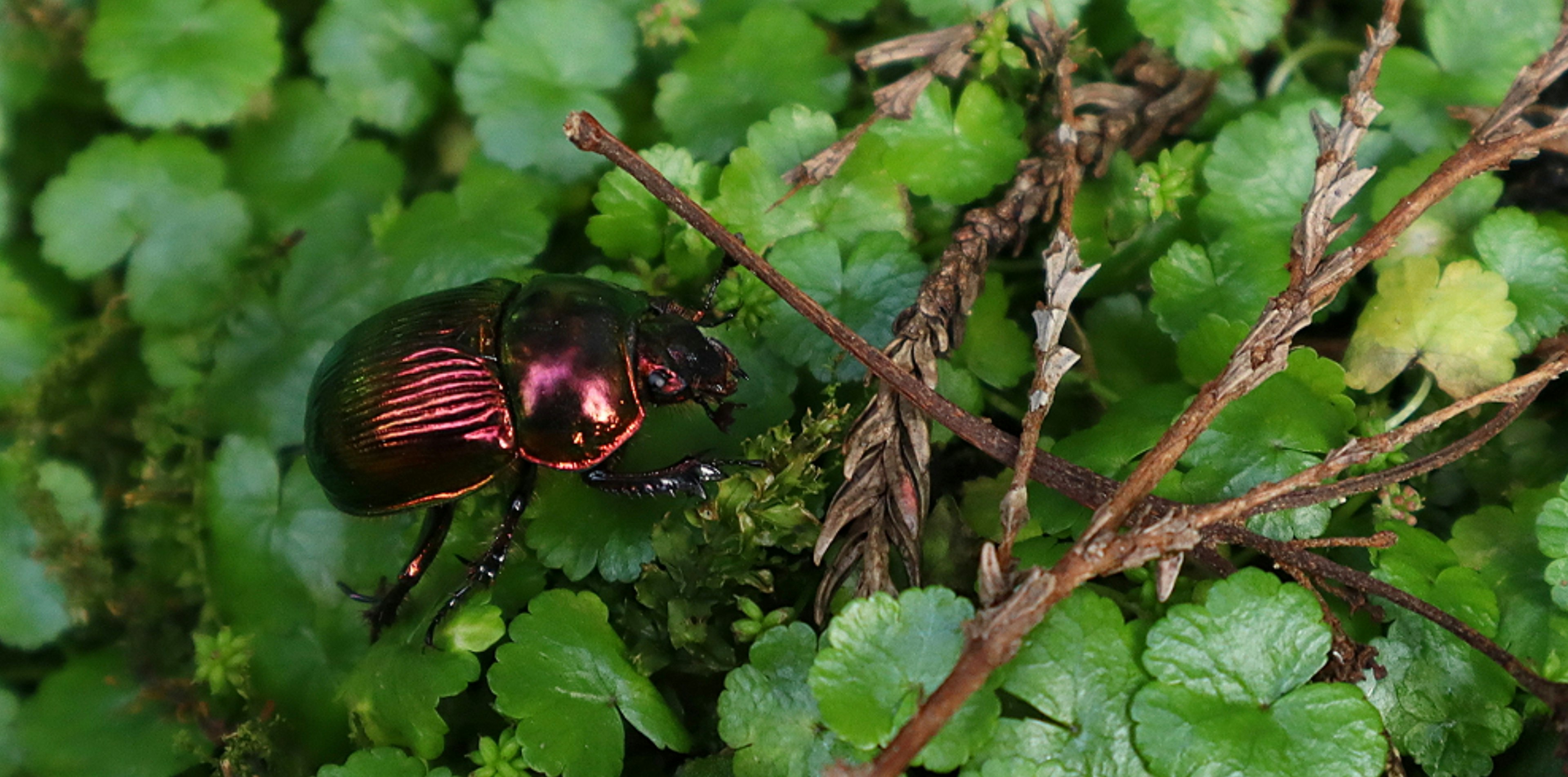 Glossy red beetle on green leaves