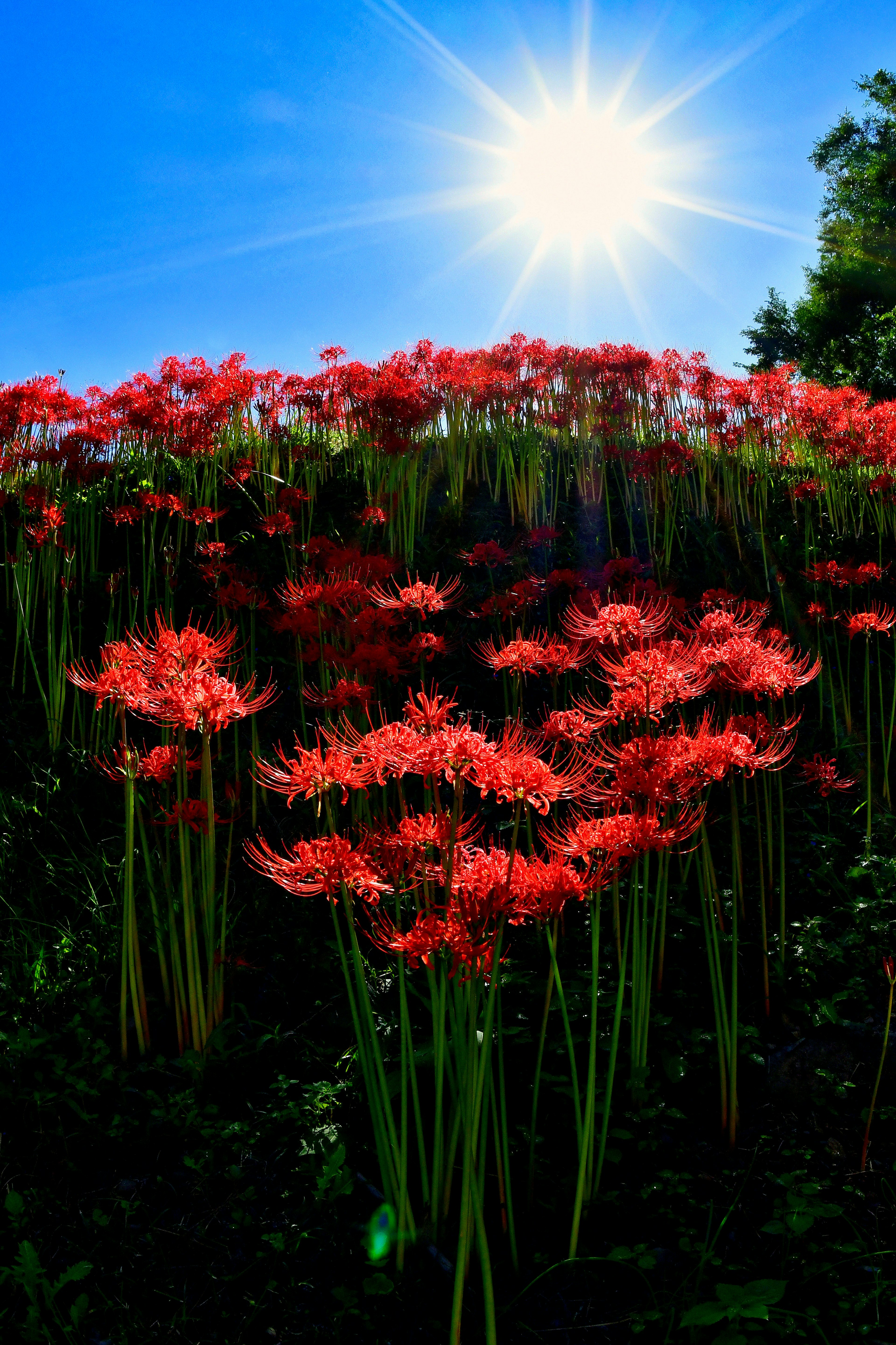 Field of red spider lilies under bright sunlight