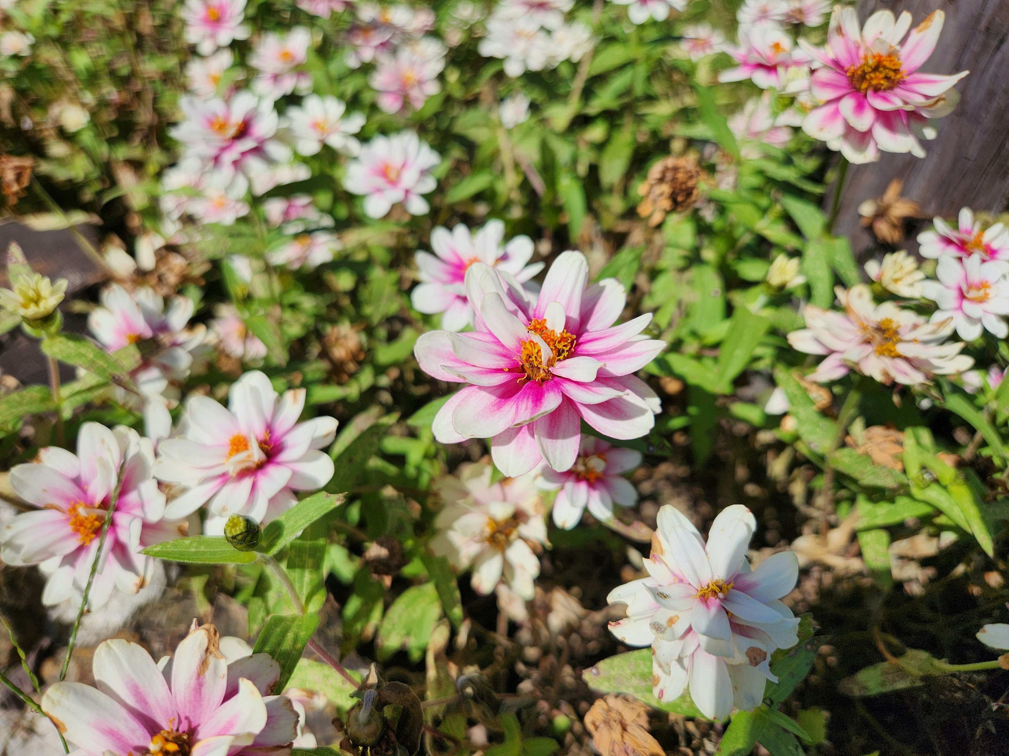 色とりどりの花々が咲く庭の風景