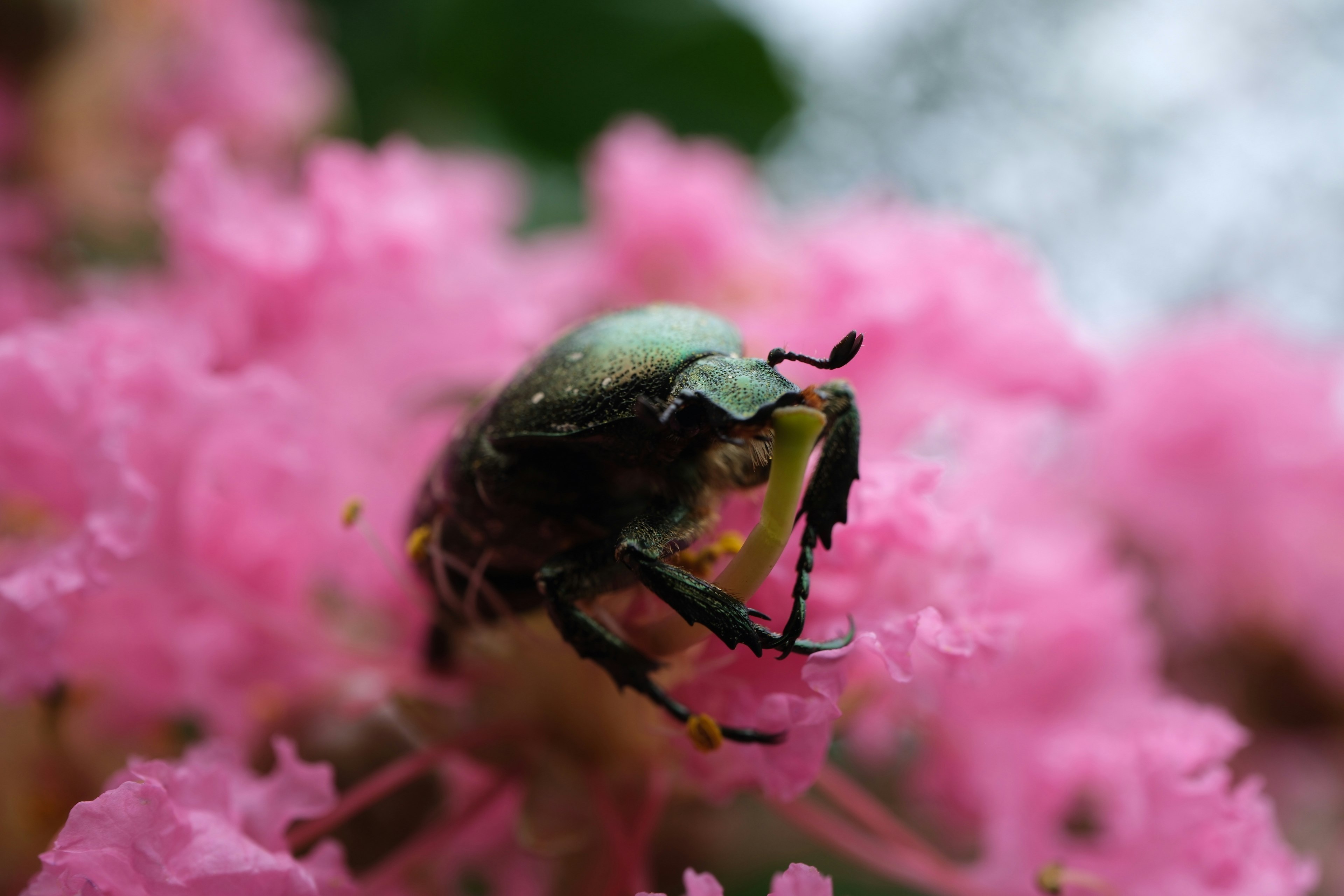 Nahaufnahme eines grünen Käfers auf rosa Blumen