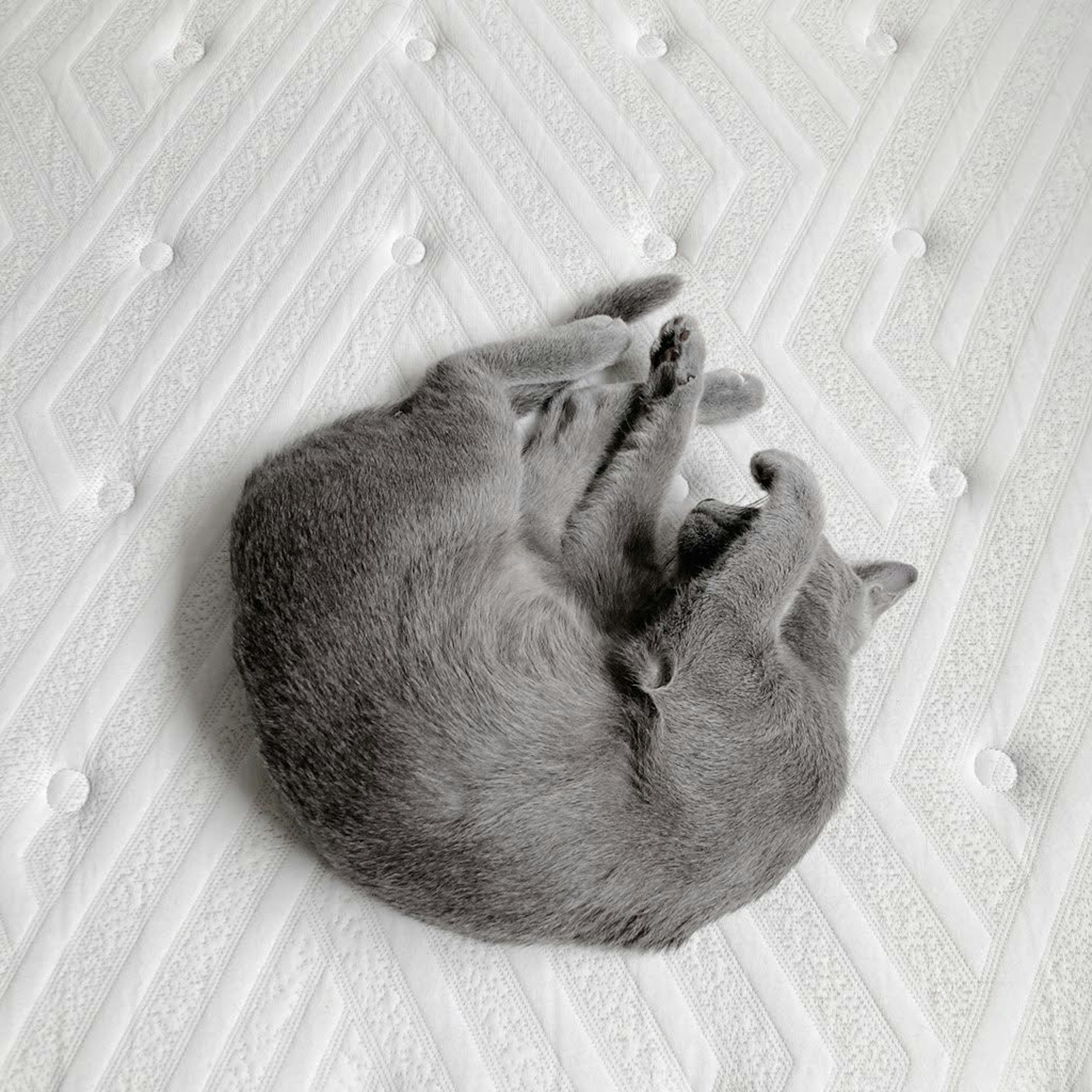 Un gato gris acurrucado durmiendo en una cama blanca