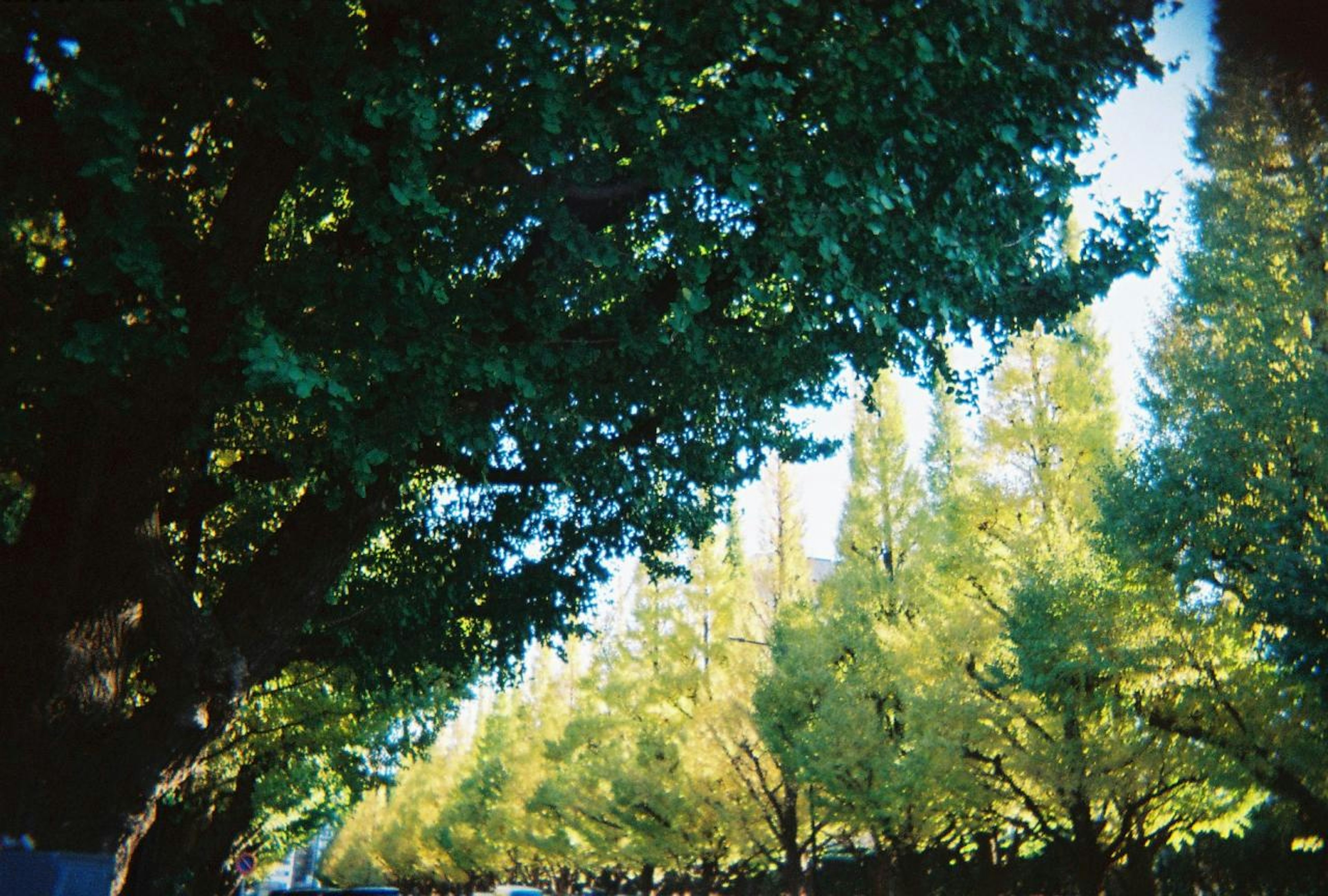 Street view surrounded by green and yellow leaves