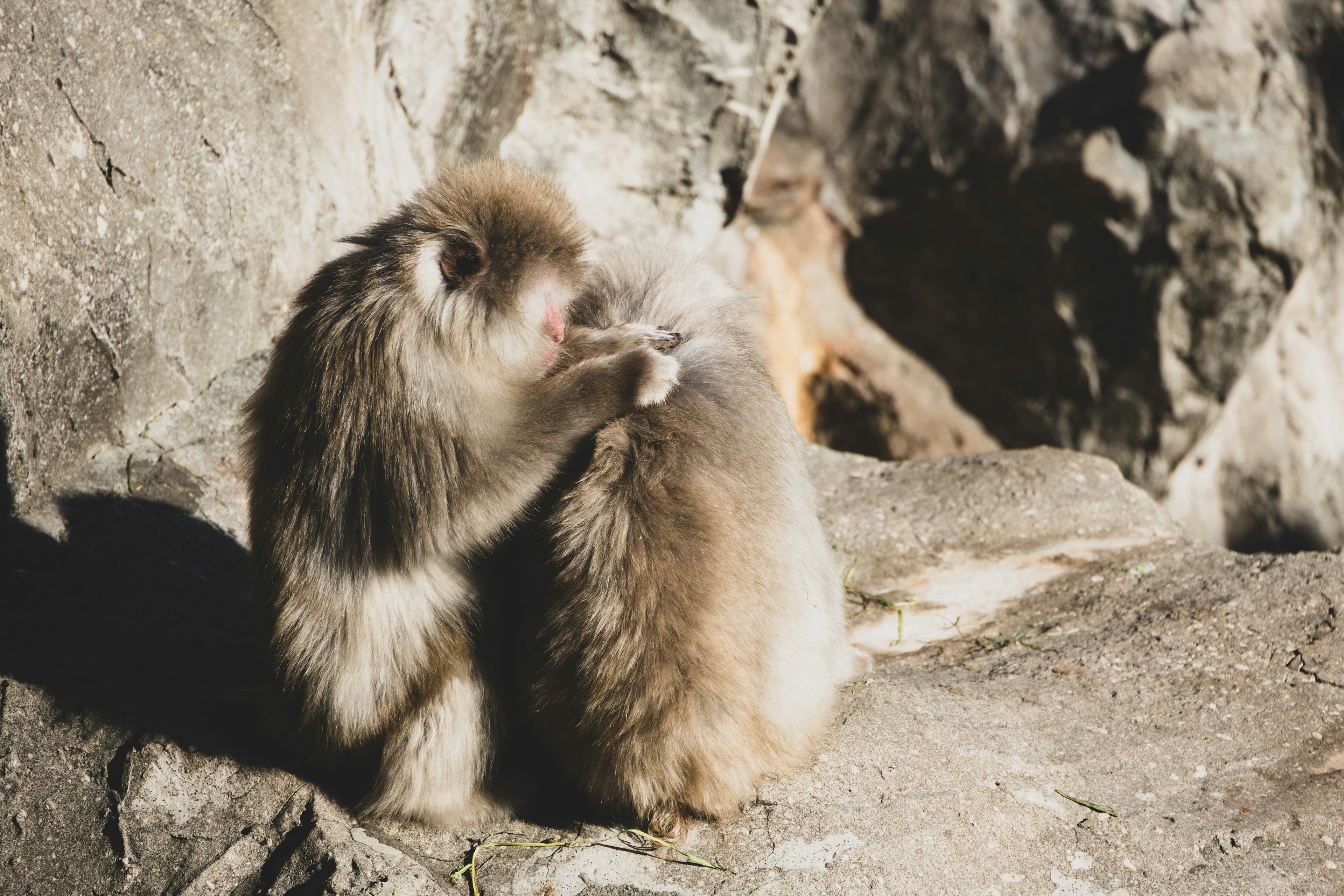 Two monkeys grooming each other on a rocky surface