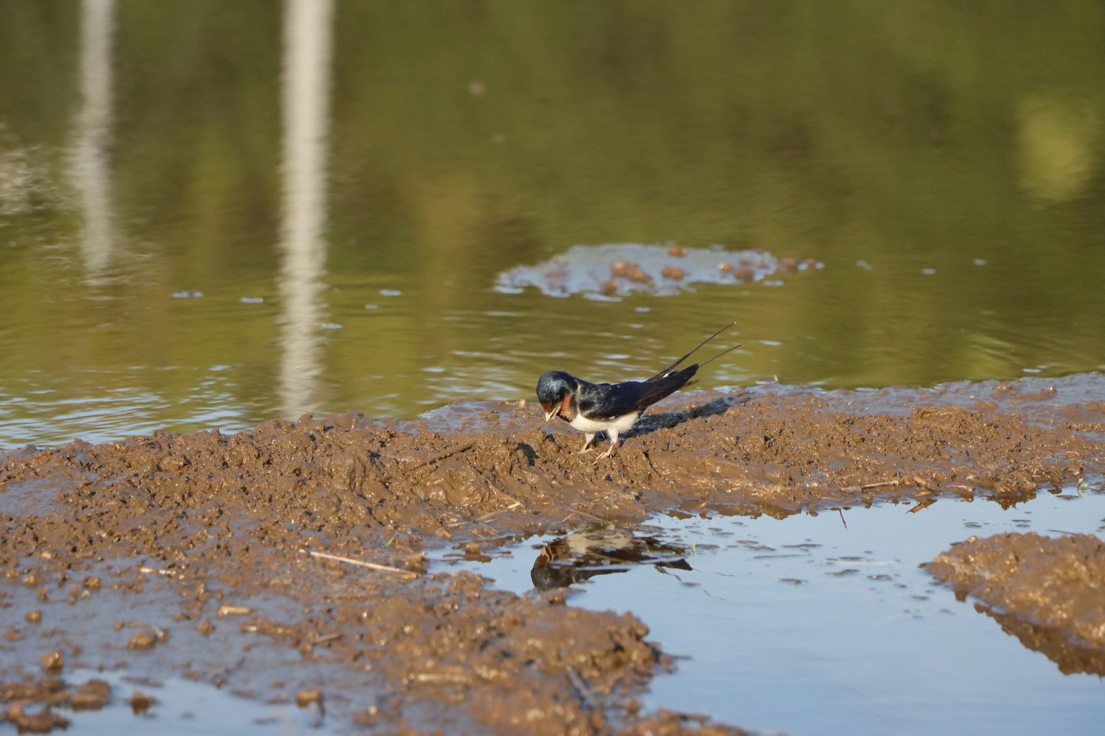 Un petit oiseau se tenant sur un sol boueux près de l'eau