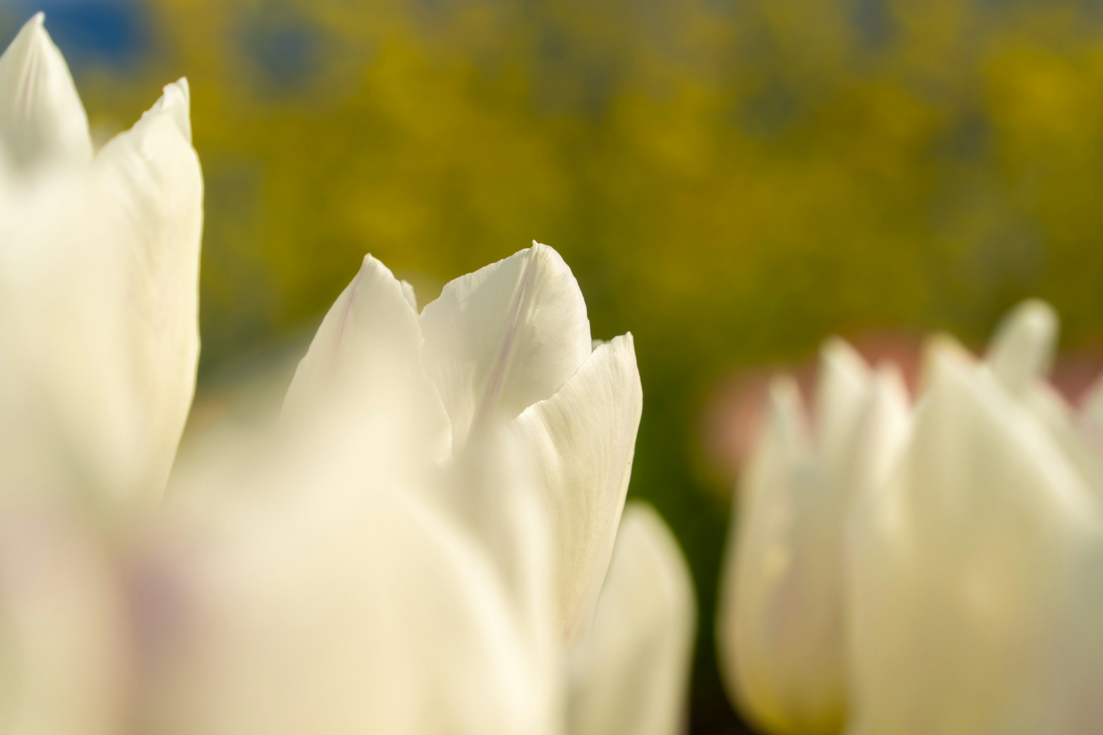 白いチューリップの花びらが並び、背後には黄色い花が広がる風景