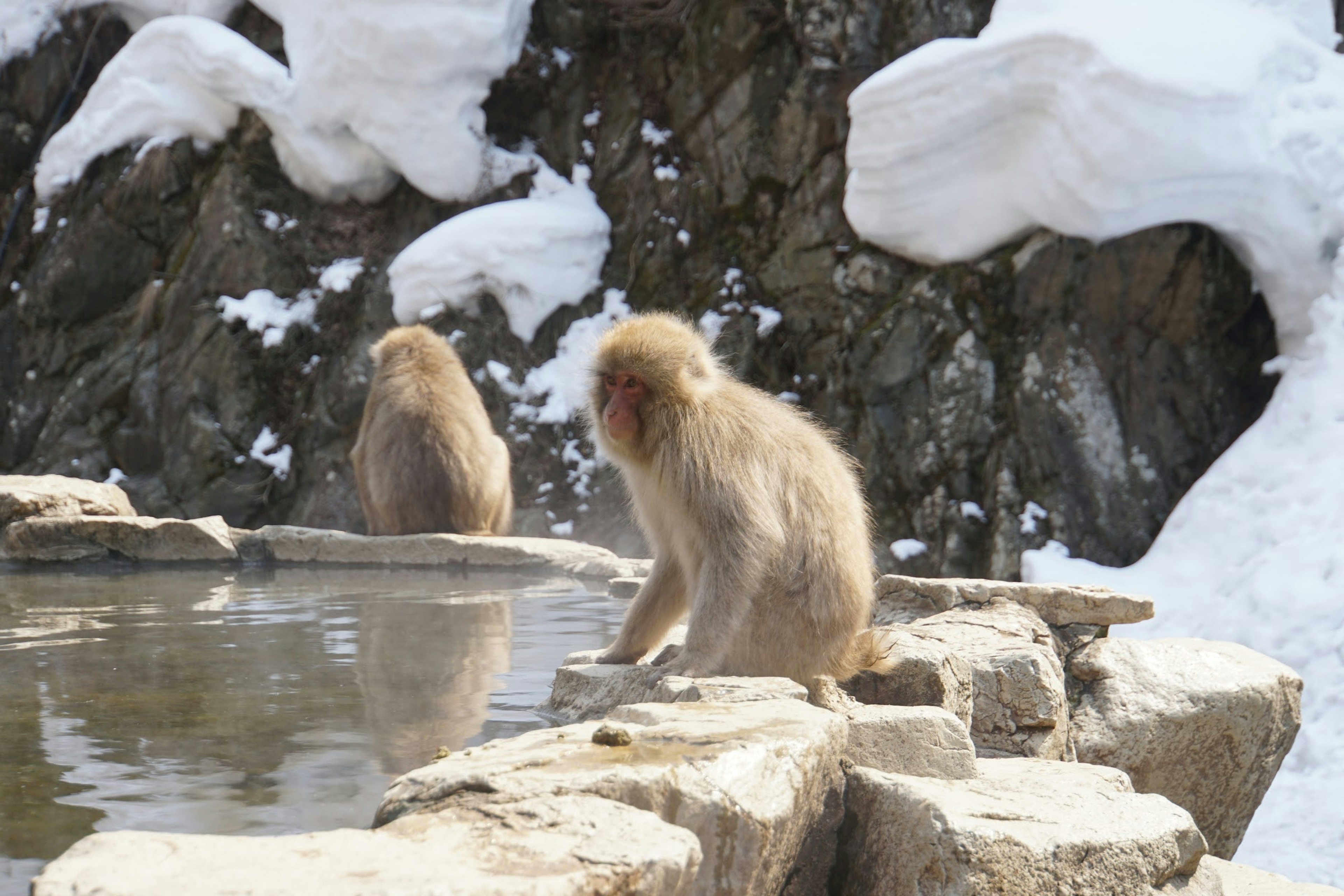 Monkeys relaxing in a hot spring surrounded by snow