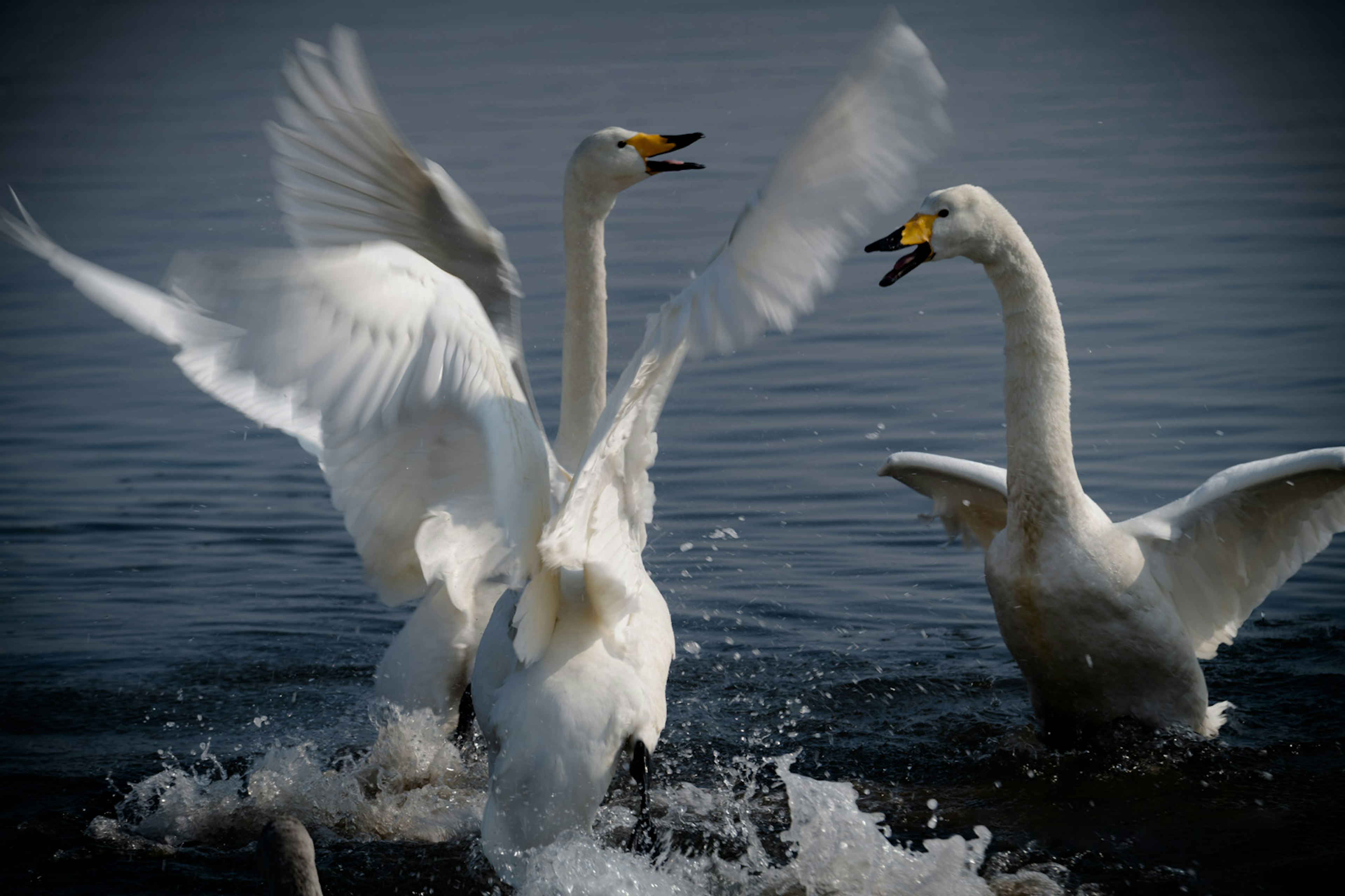 Dynamic moment of swans flapping their wings on the water