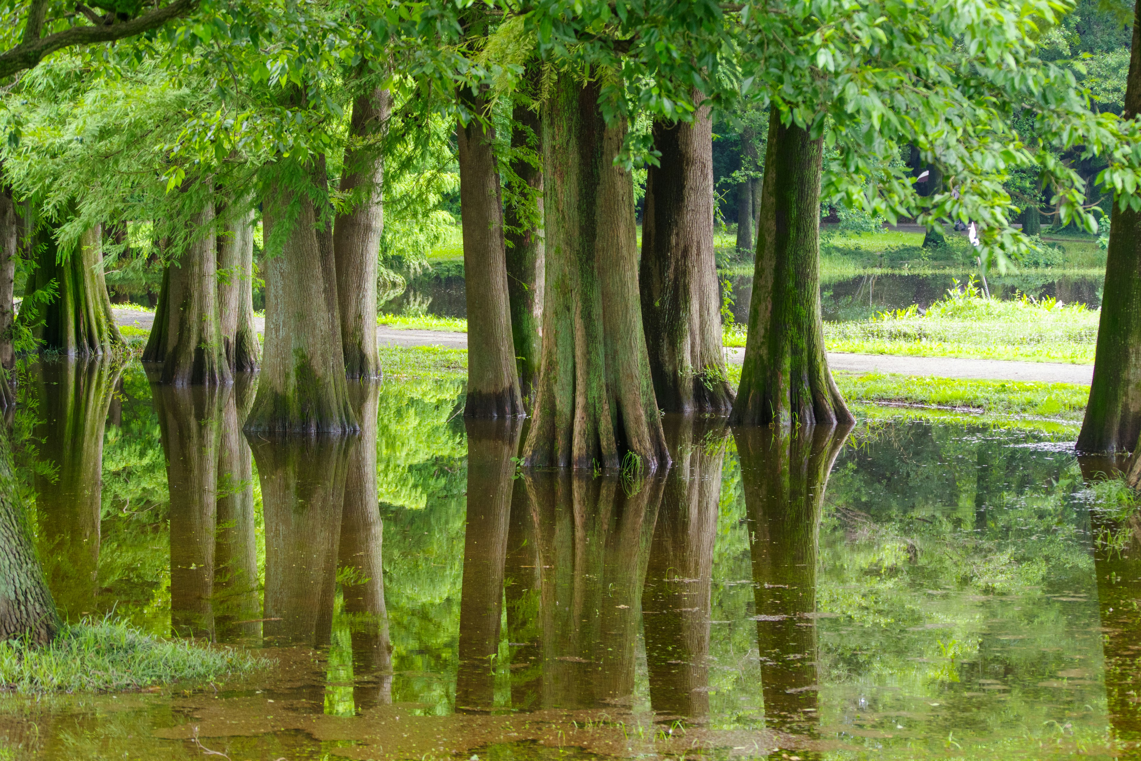 Árboles reflejados en el agua hojas verdes exuberantes en un humedal