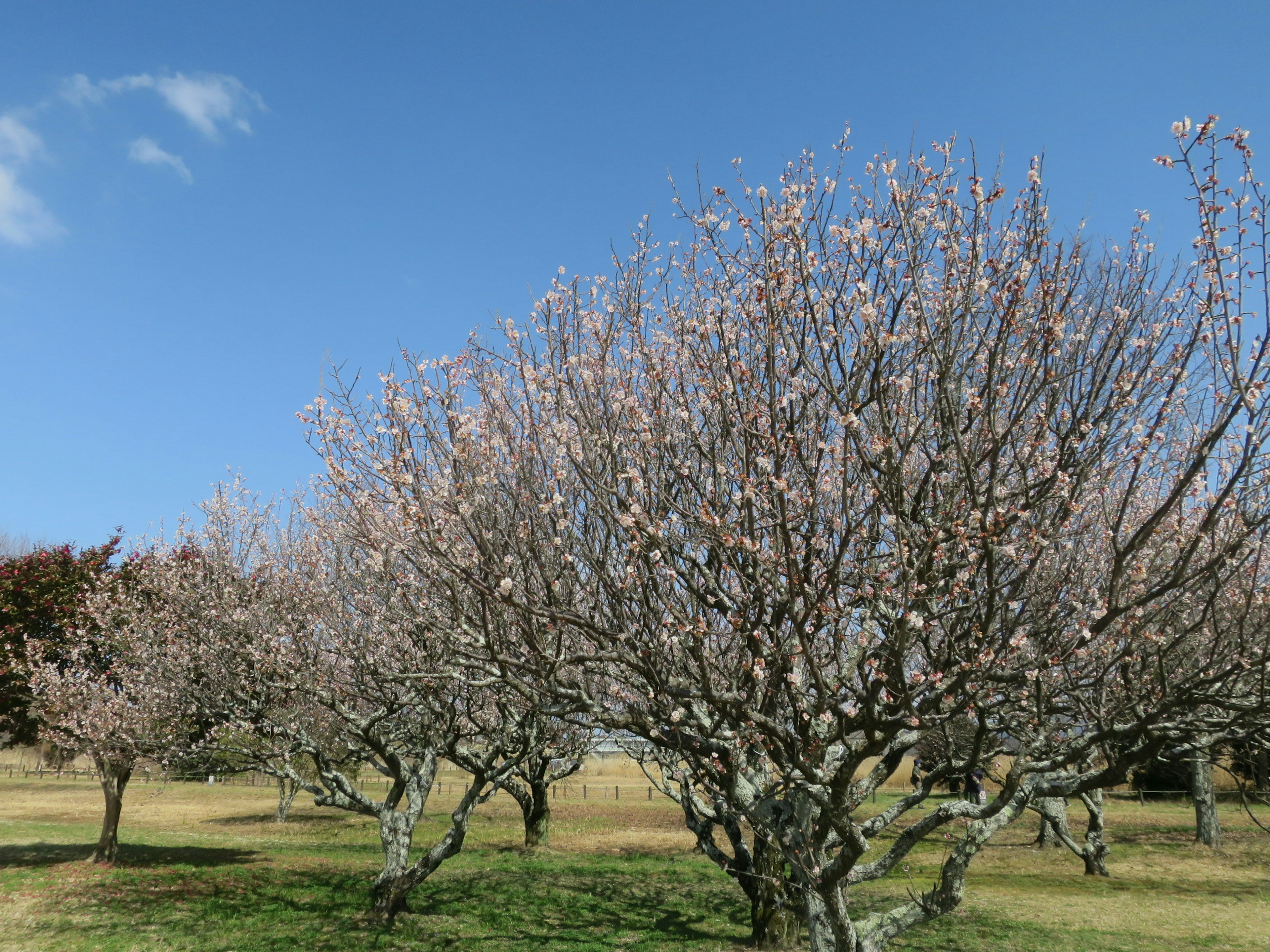 Alberi di pesco in fiore sotto un cielo blu chiaro