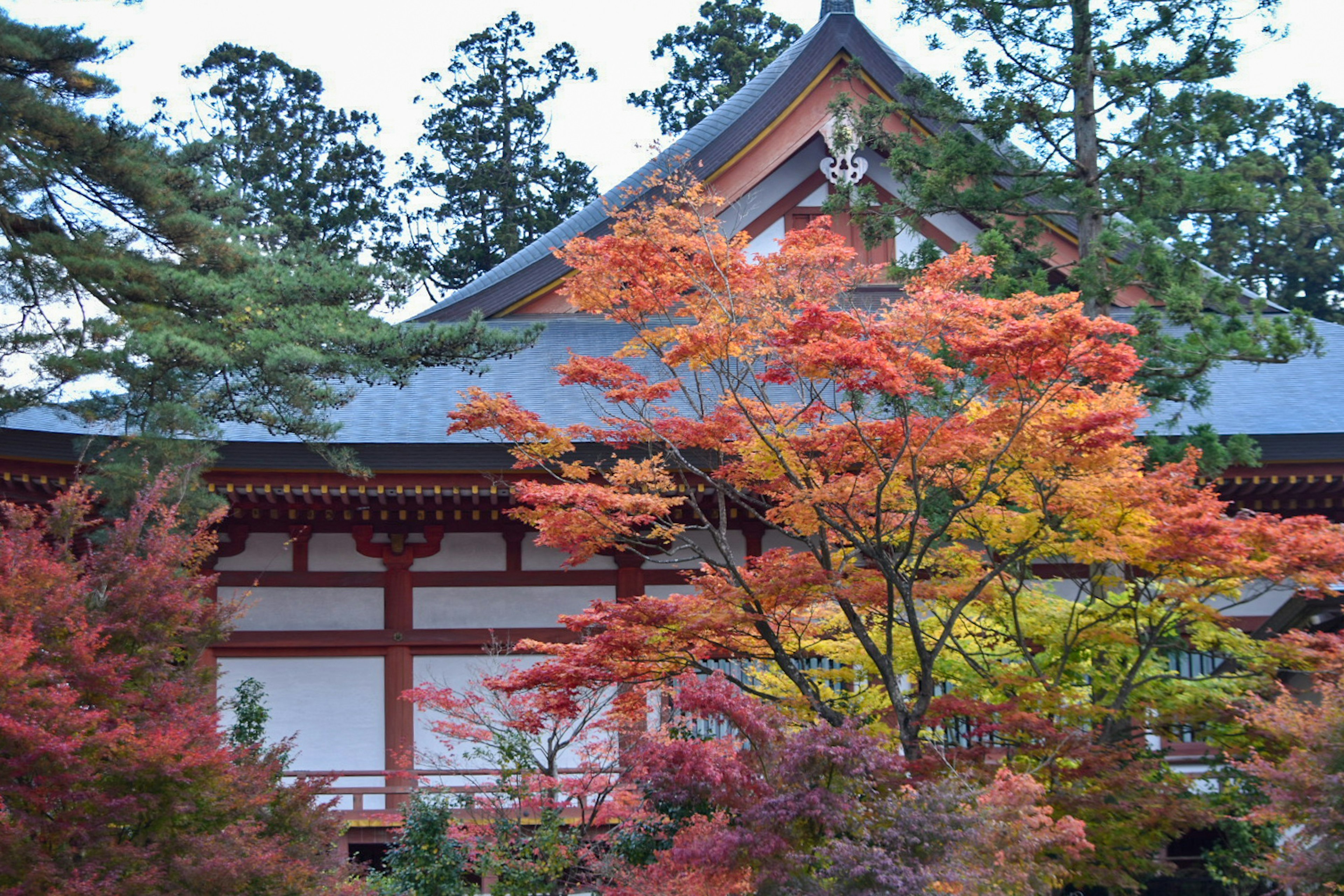 美しい紅葉の木と伝統的な日本の建物が見える風景