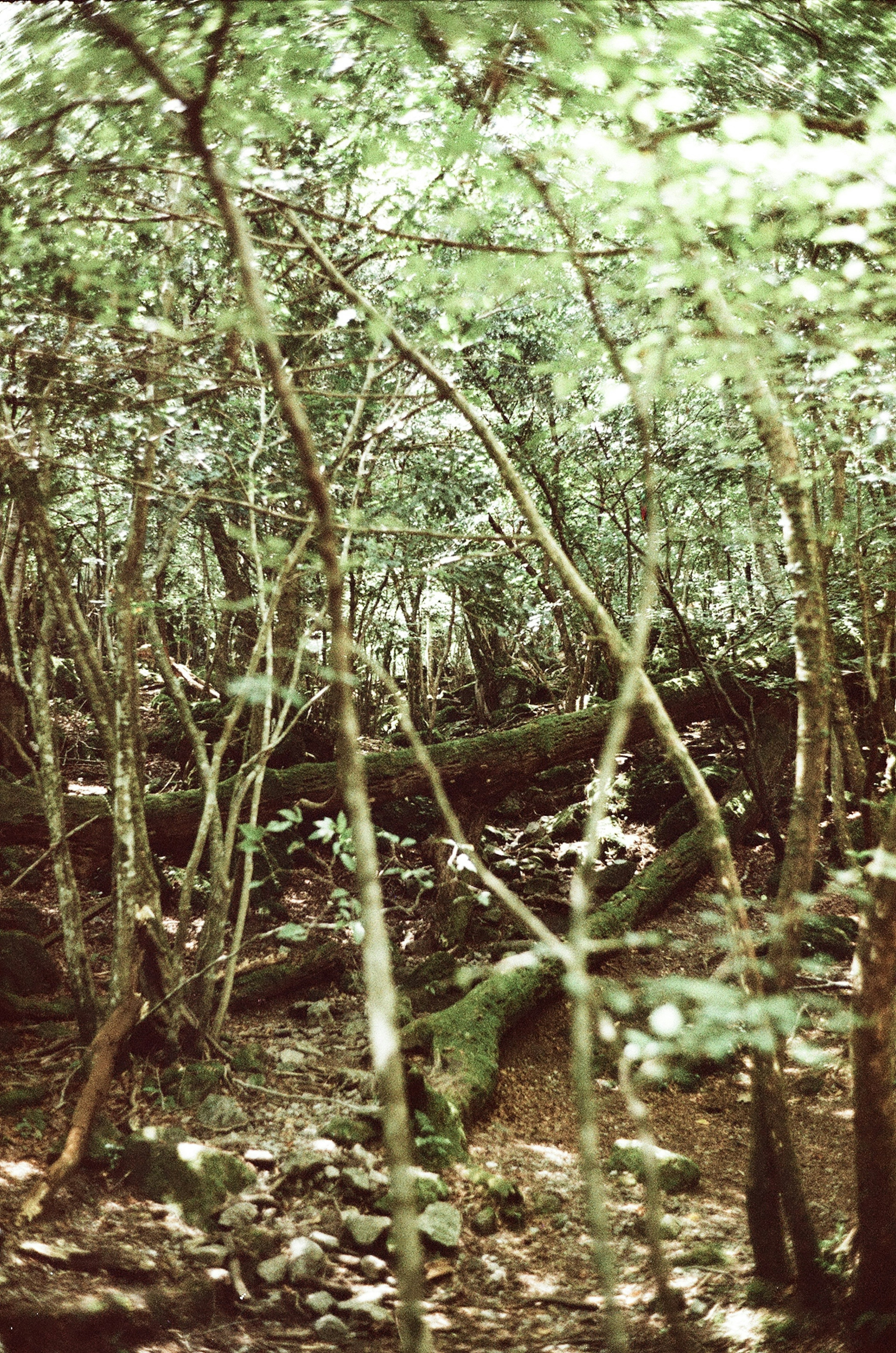 Foresta fitta con alberi slanciati e bassa vegetazione