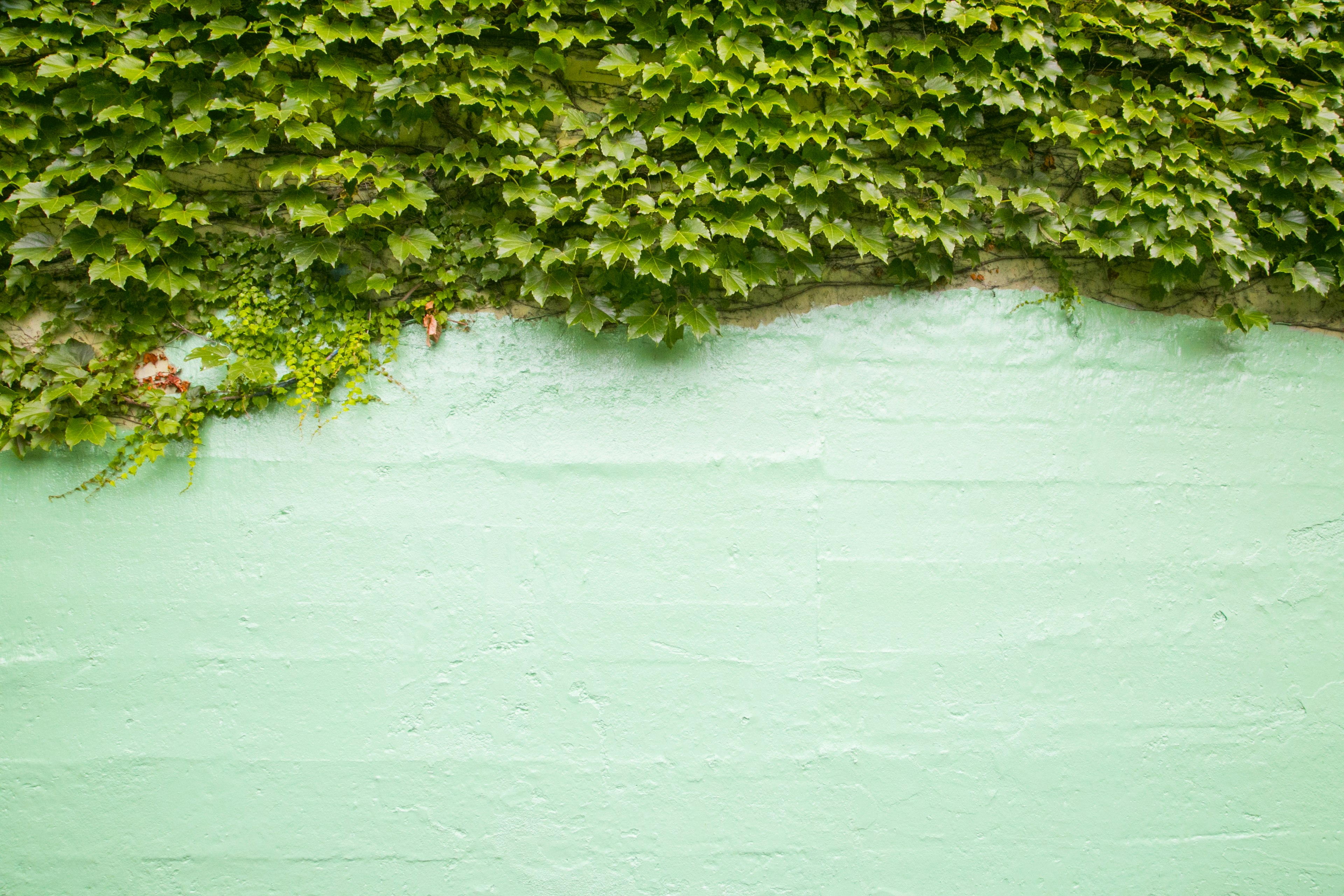 Green wall covered with lush green ivy leaves