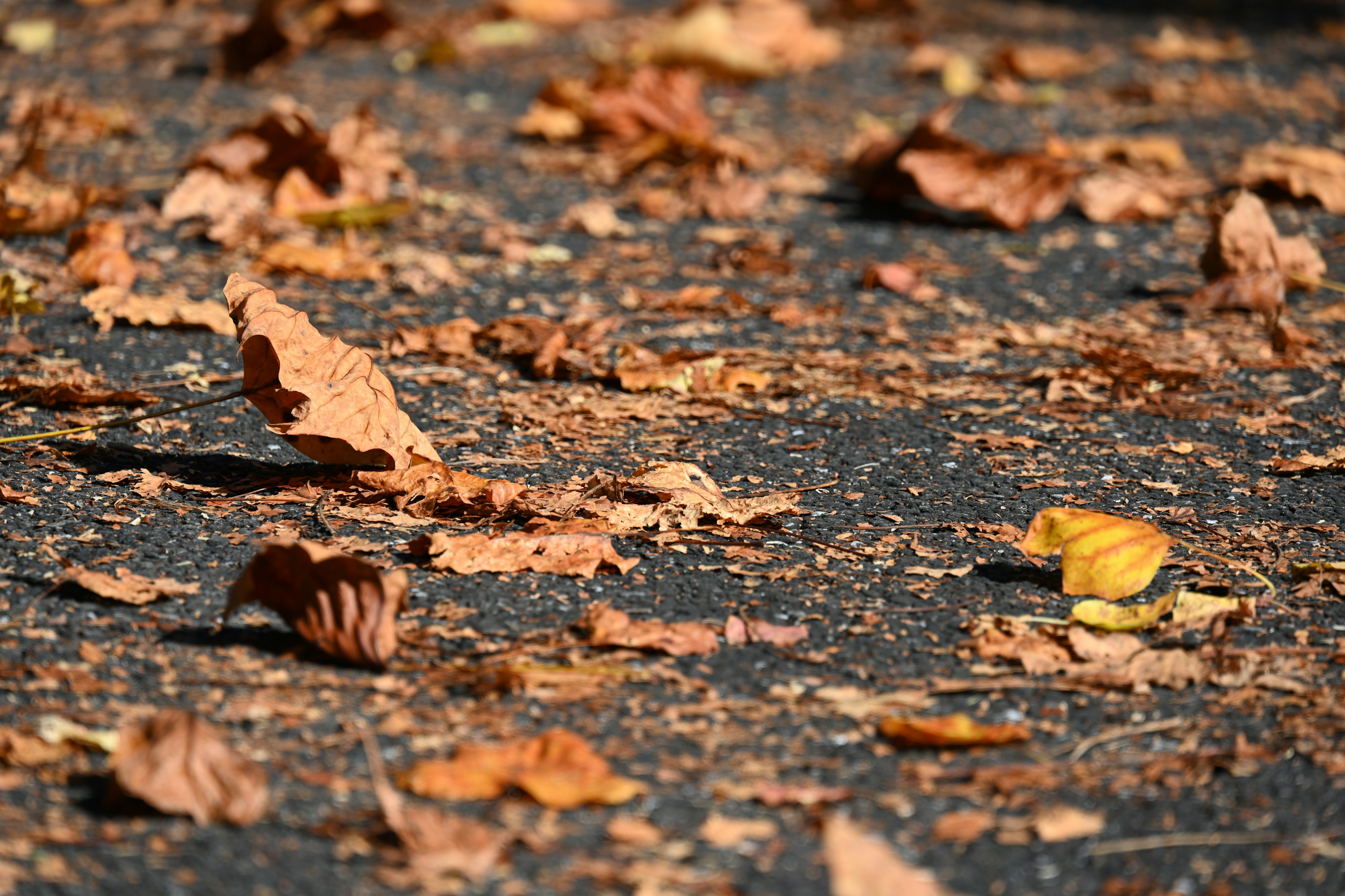 Hojas de otoño esparcidas sobre el pavimento de asfalto