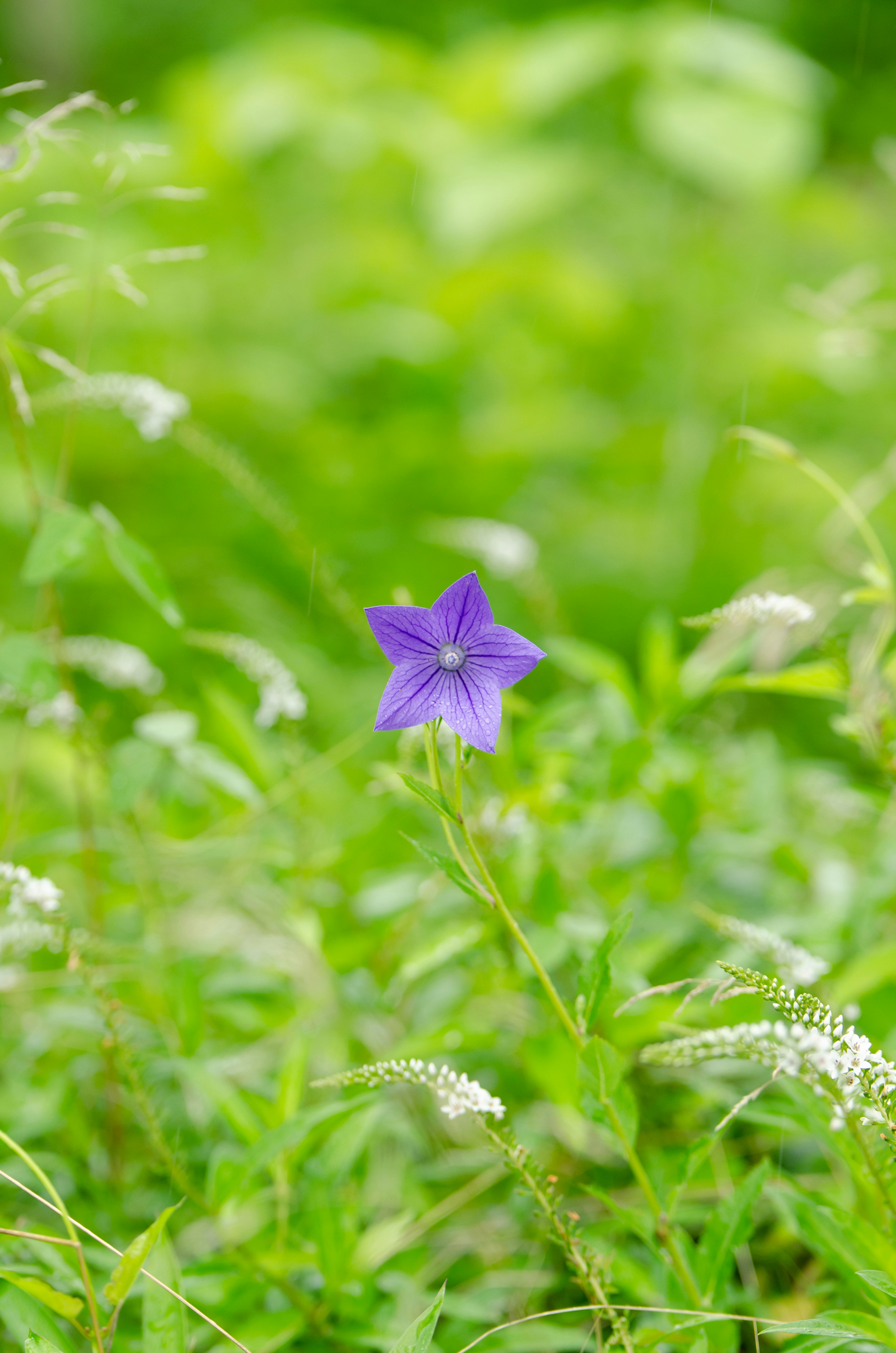 Una flor morada floreciendo en un fondo verde