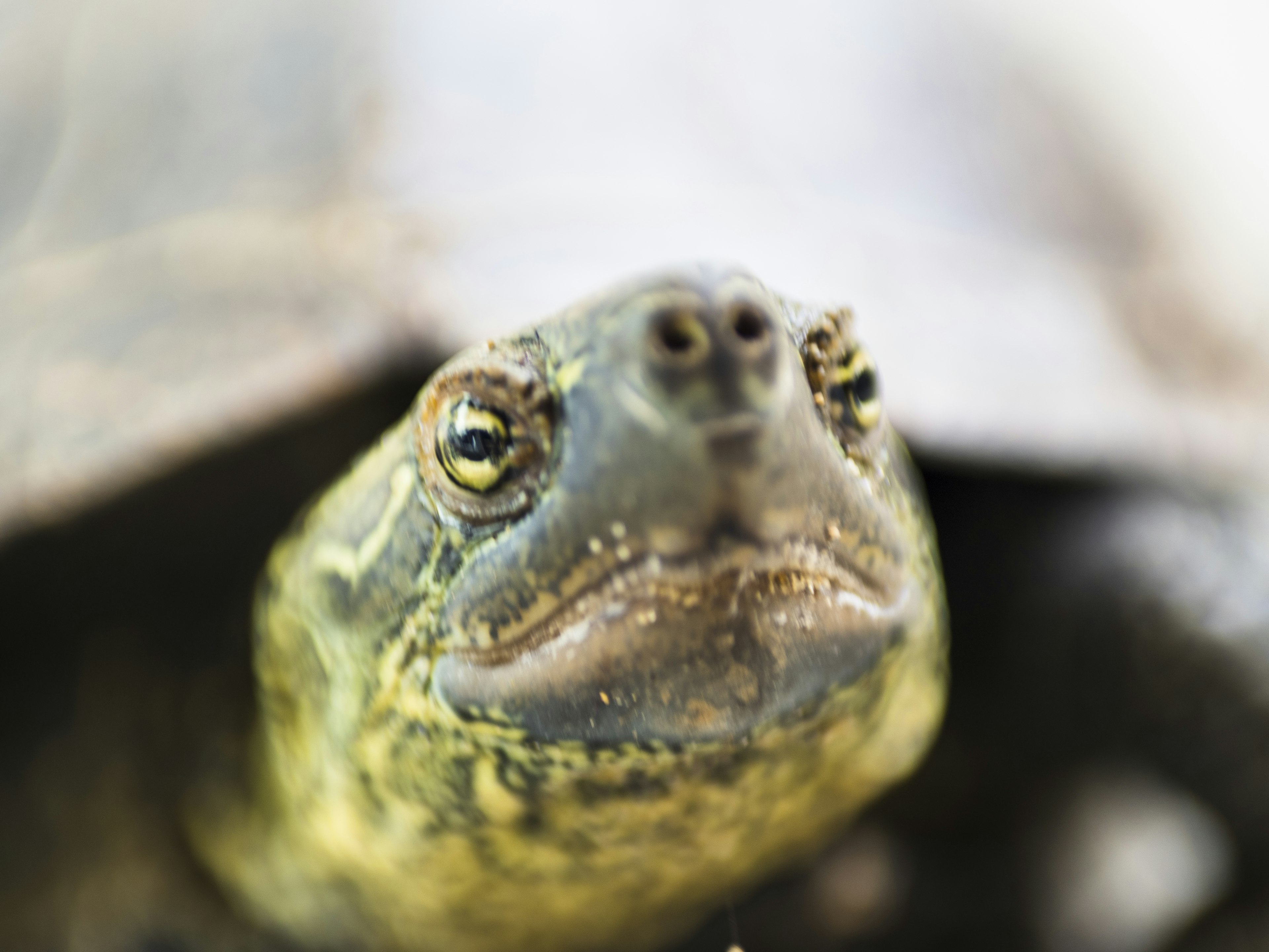 Nahaufnahme eines Schildkröten mit grüner Haut und sichtbaren Augen