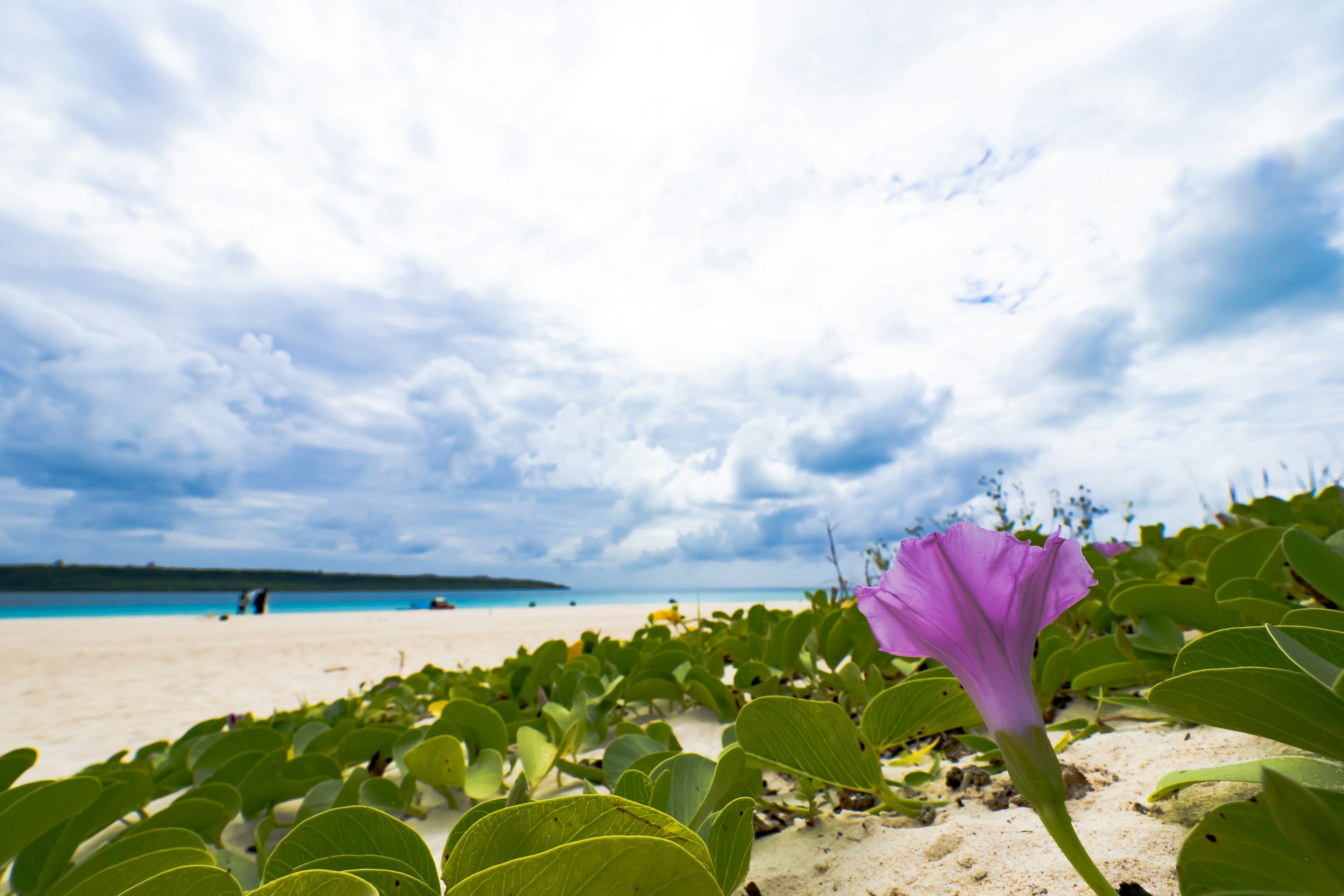 Purple flower with green leaves in the foreground near a blue ocean and cloudy sky