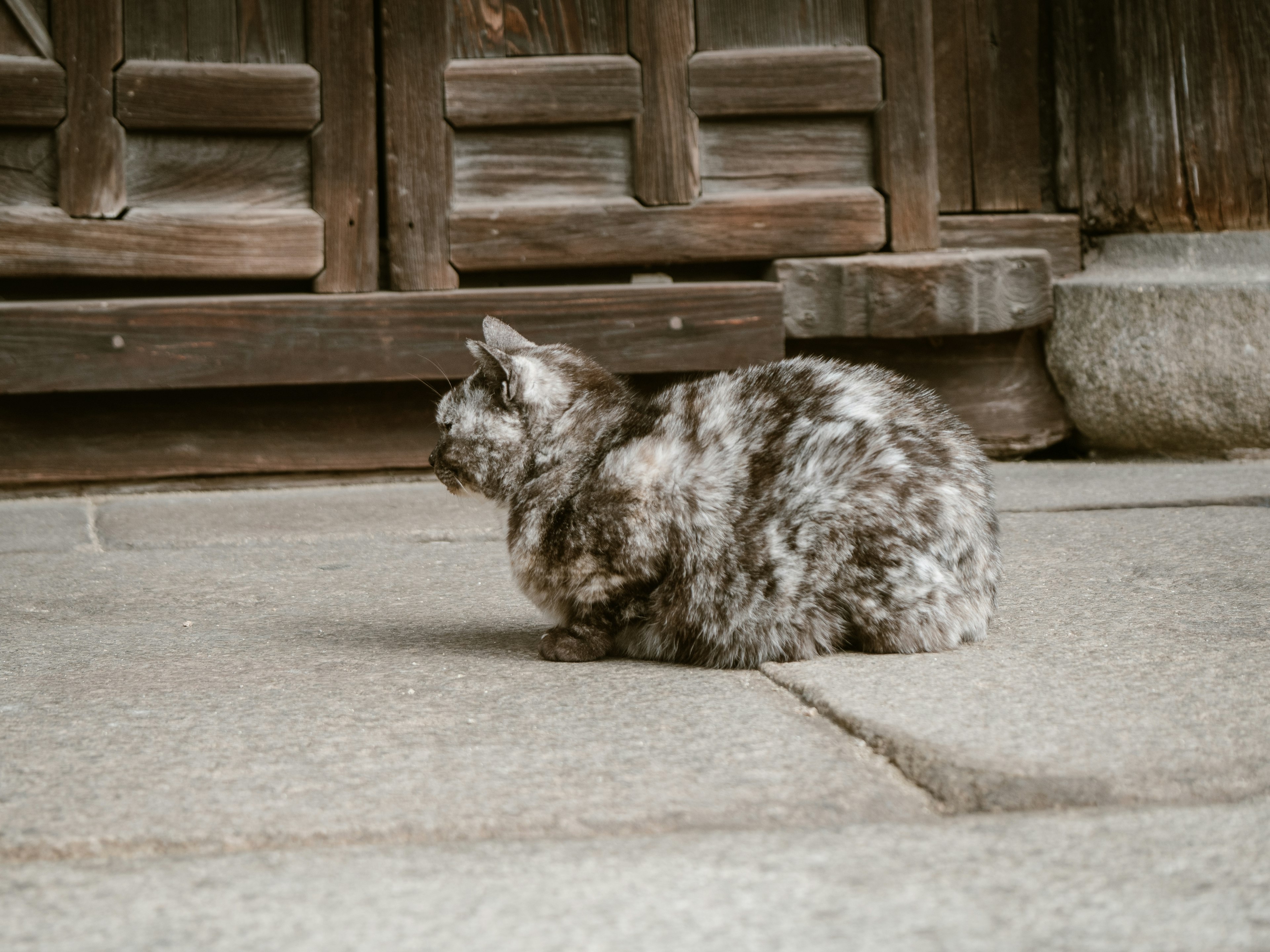 Kucing calico duduk di atas paving batu dekat pintu kayu tua