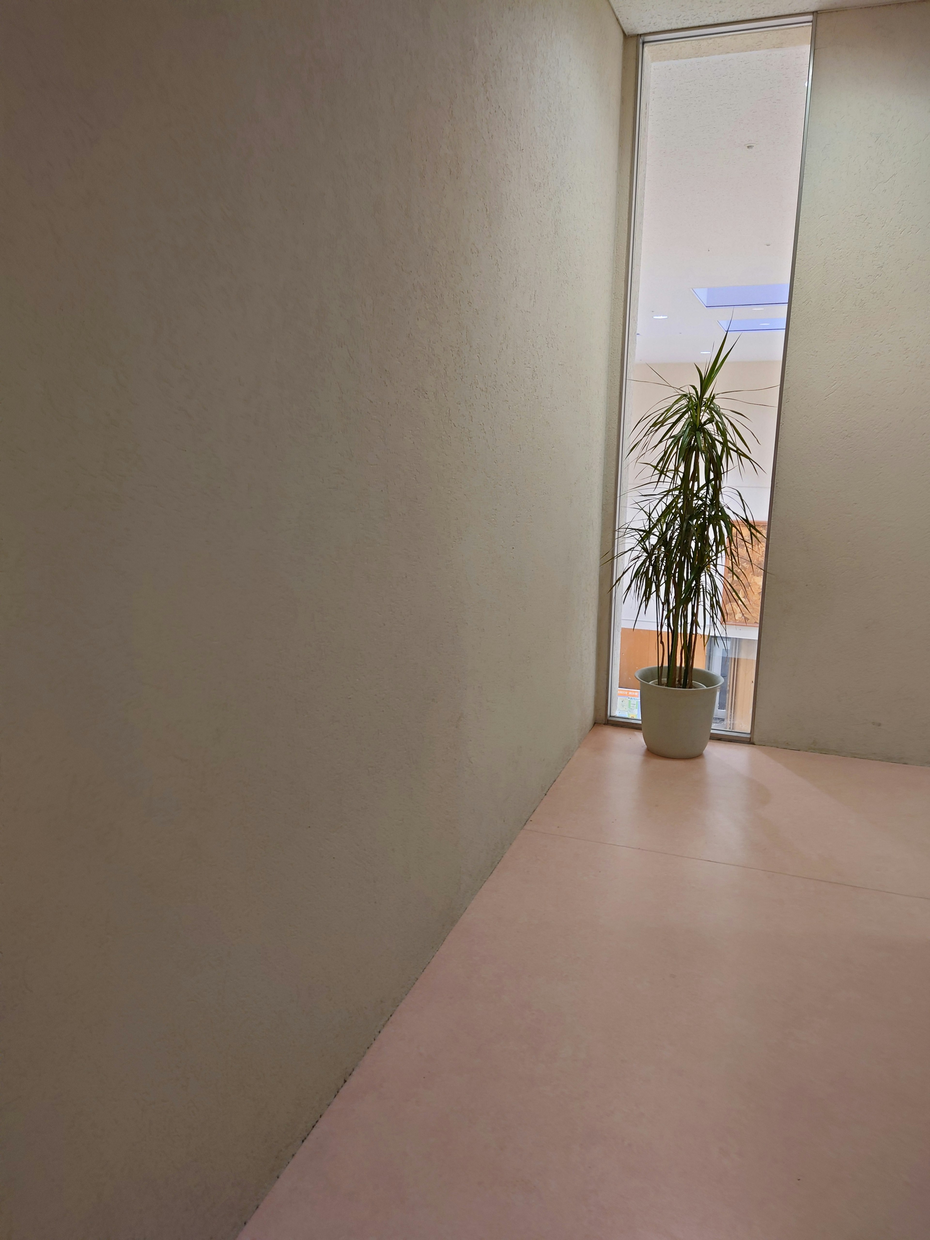 Bright hallway featuring a potted plant