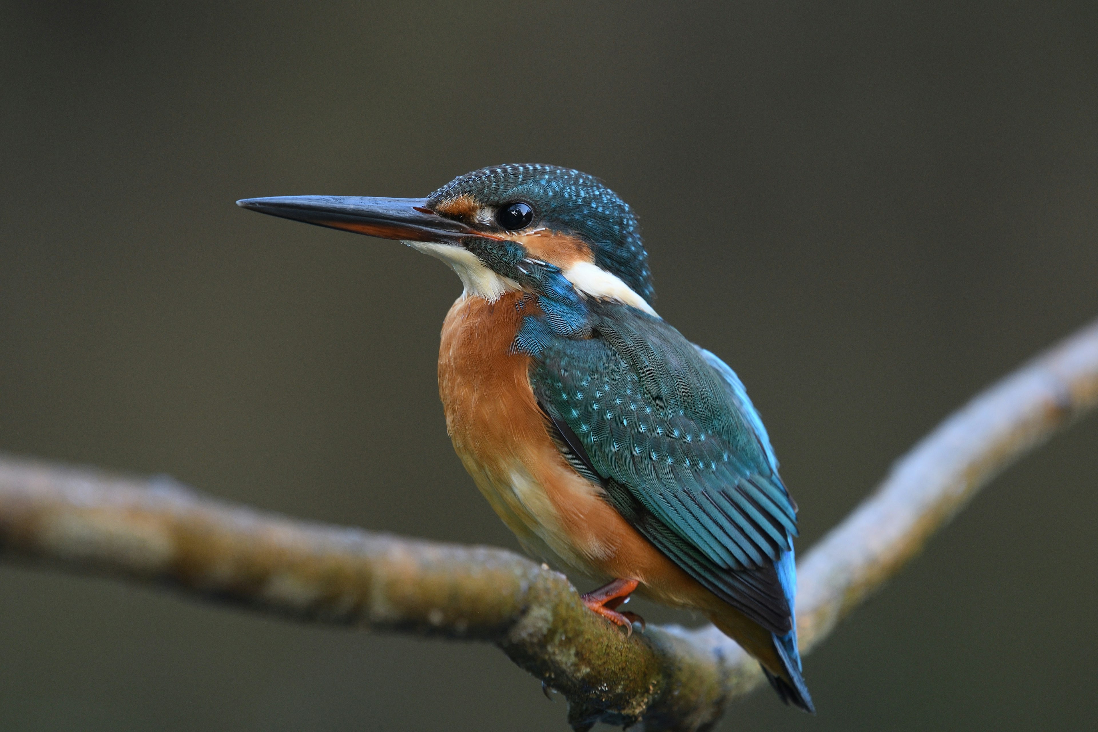 Un martin-pêcheur aux plumes bleues perché sur une branche