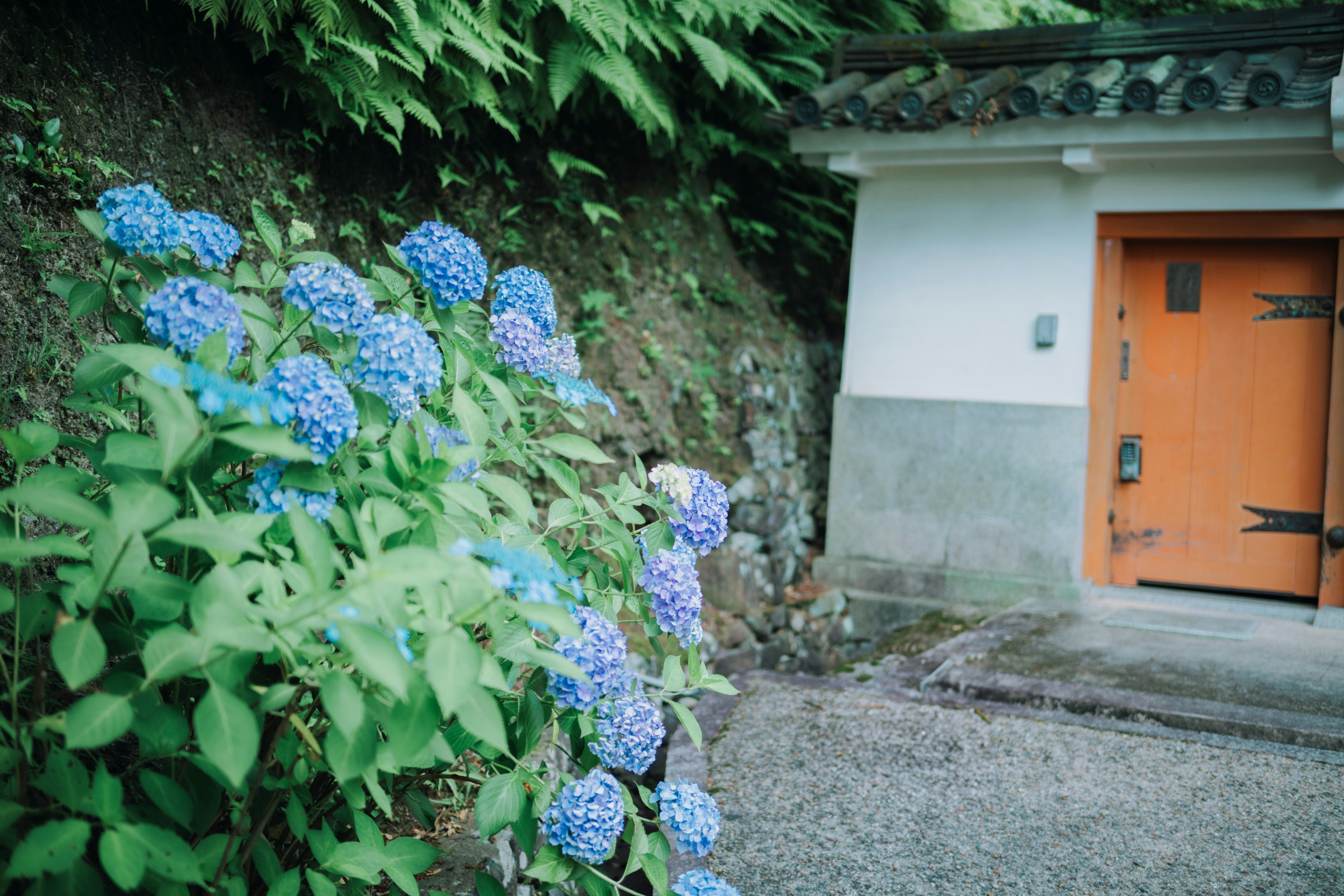 青い紫陽花の花が咲く石壁の隣にあるオレンジ色の扉の家