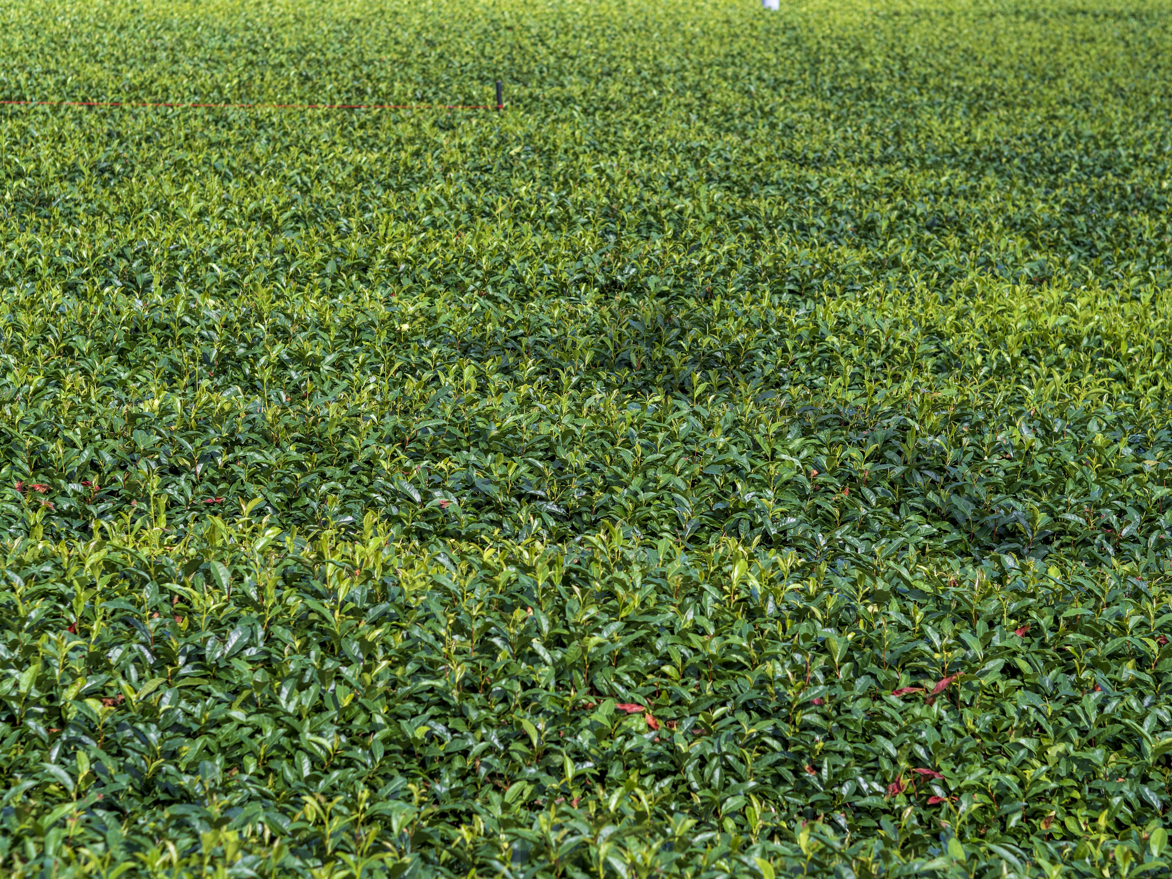 Amplio paisaje de campo de té verde