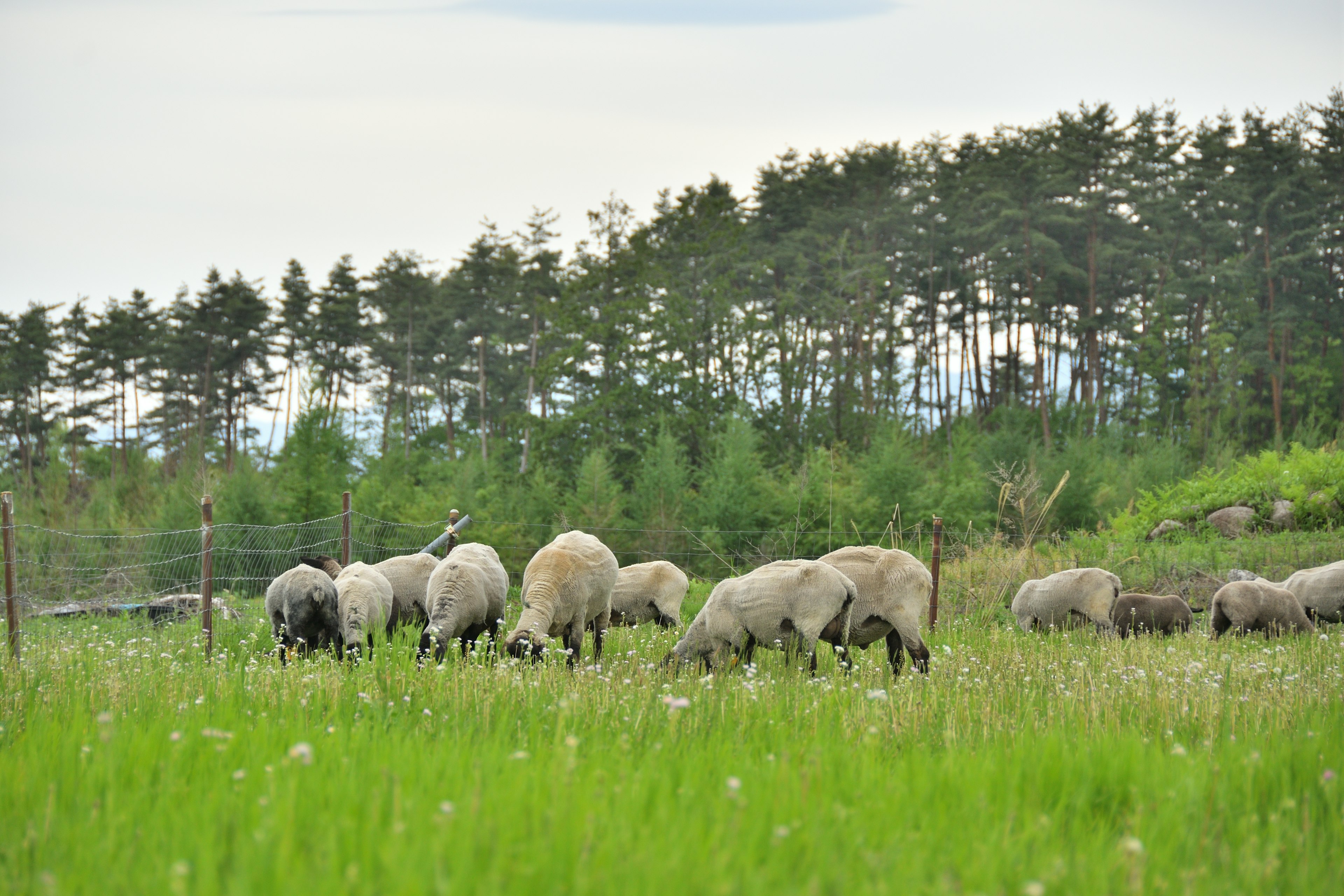 Un rebaño de ovejas pastando en un prado verde con un bosque al fondo