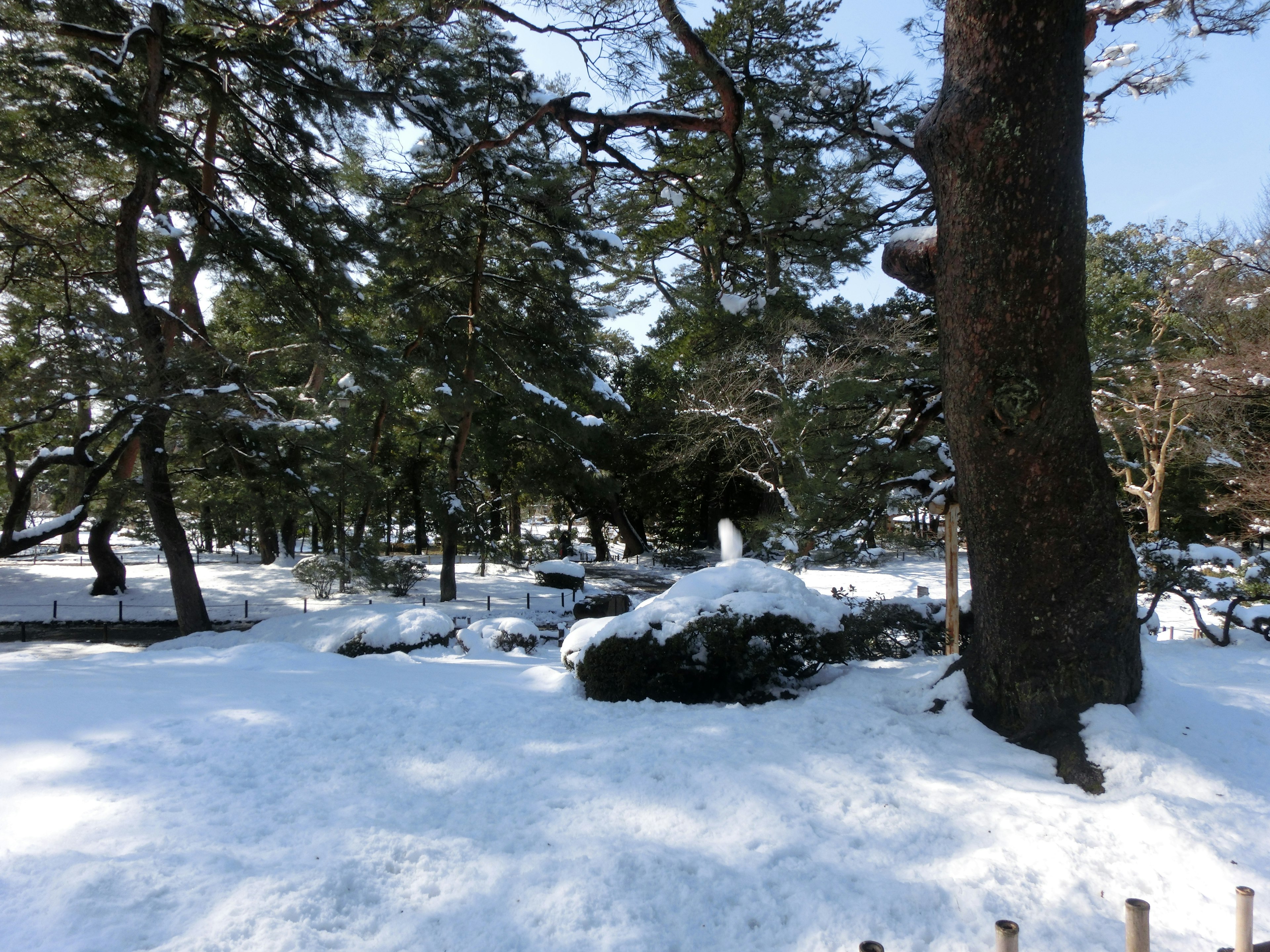 Escena de parque cubierto de nieve con árboles y rocas visibles