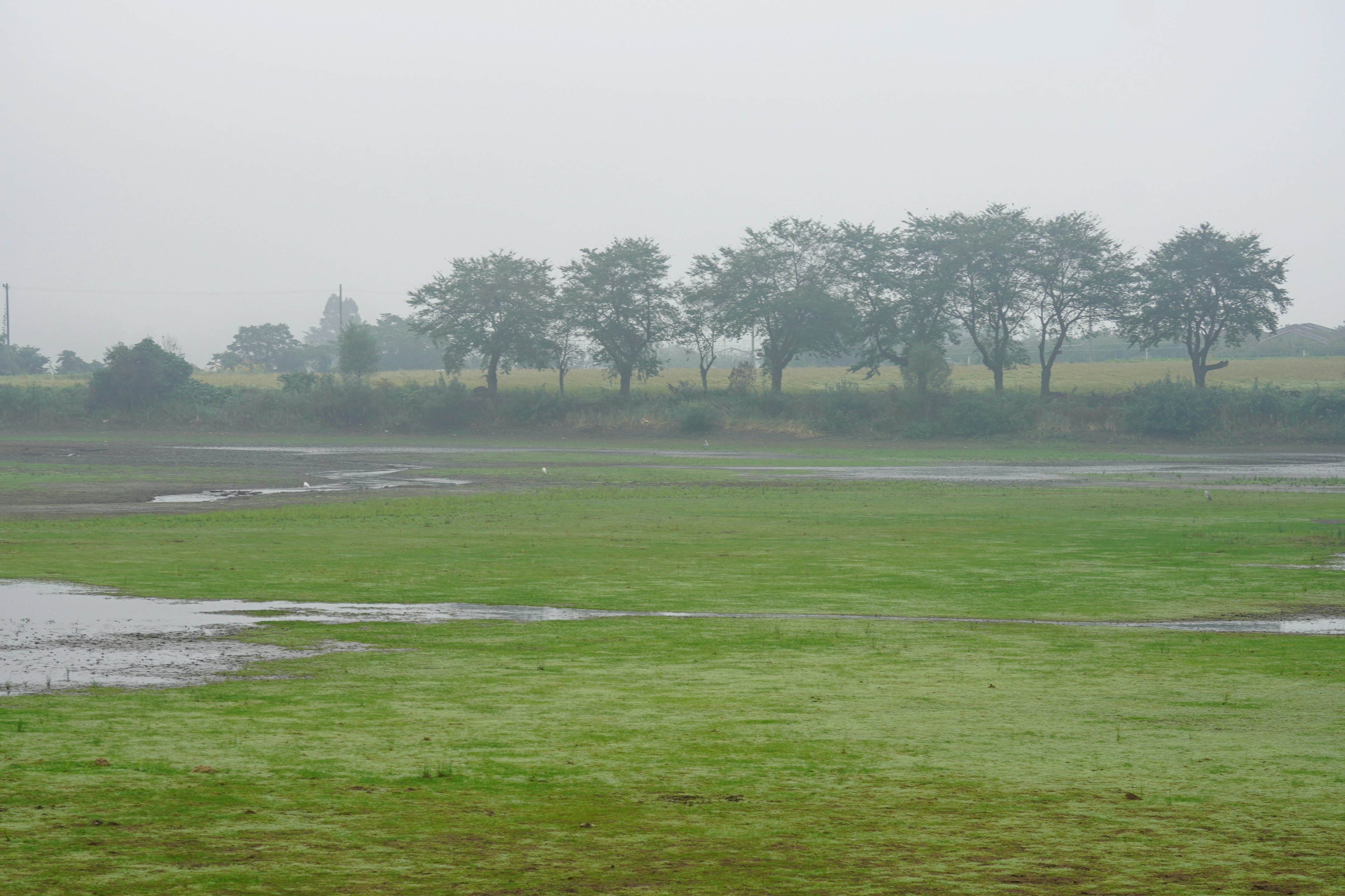 Foggy landscape with green grass and trees