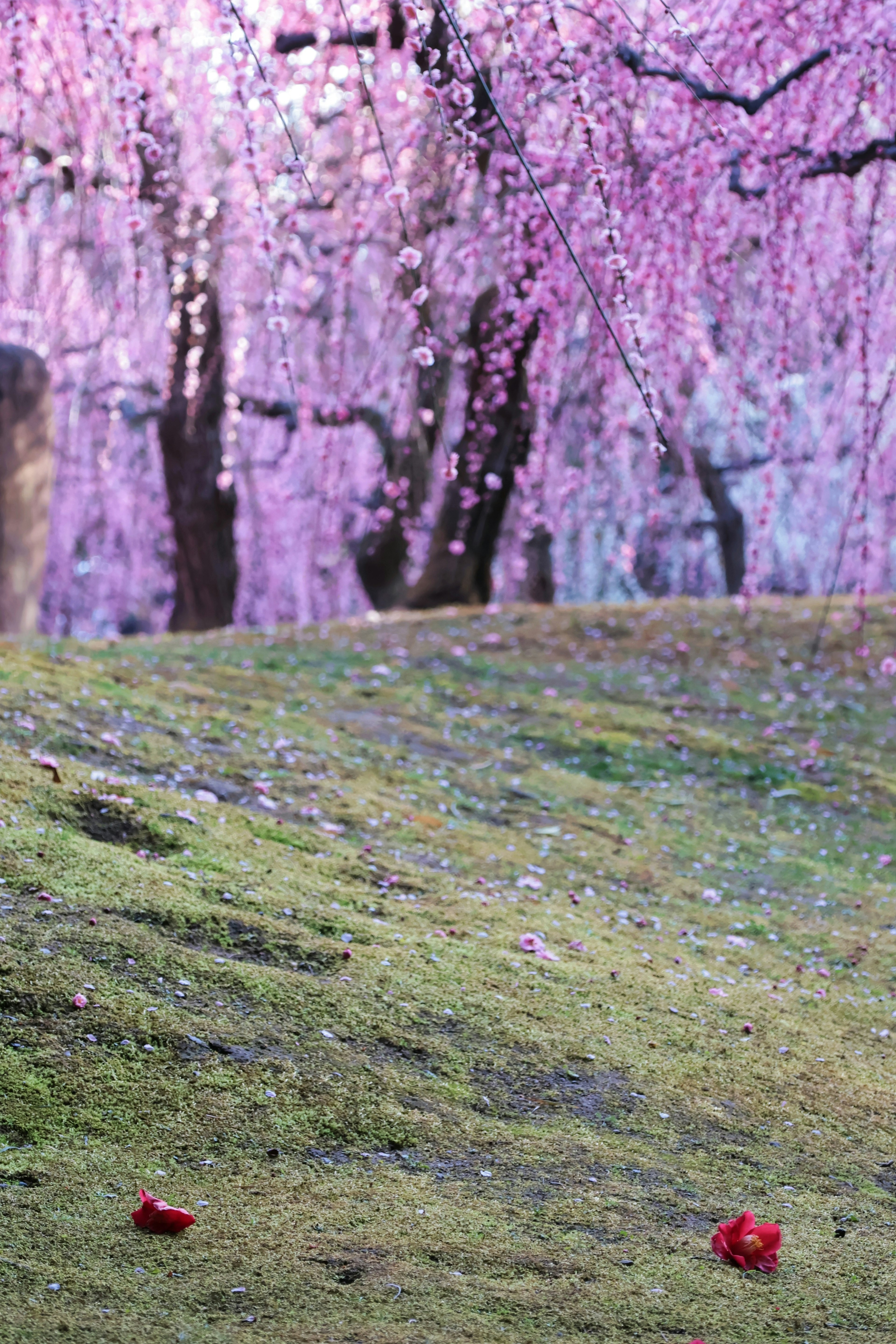 Scenic view of cherry blossom trees with pink flowers green grass with red petals scattered