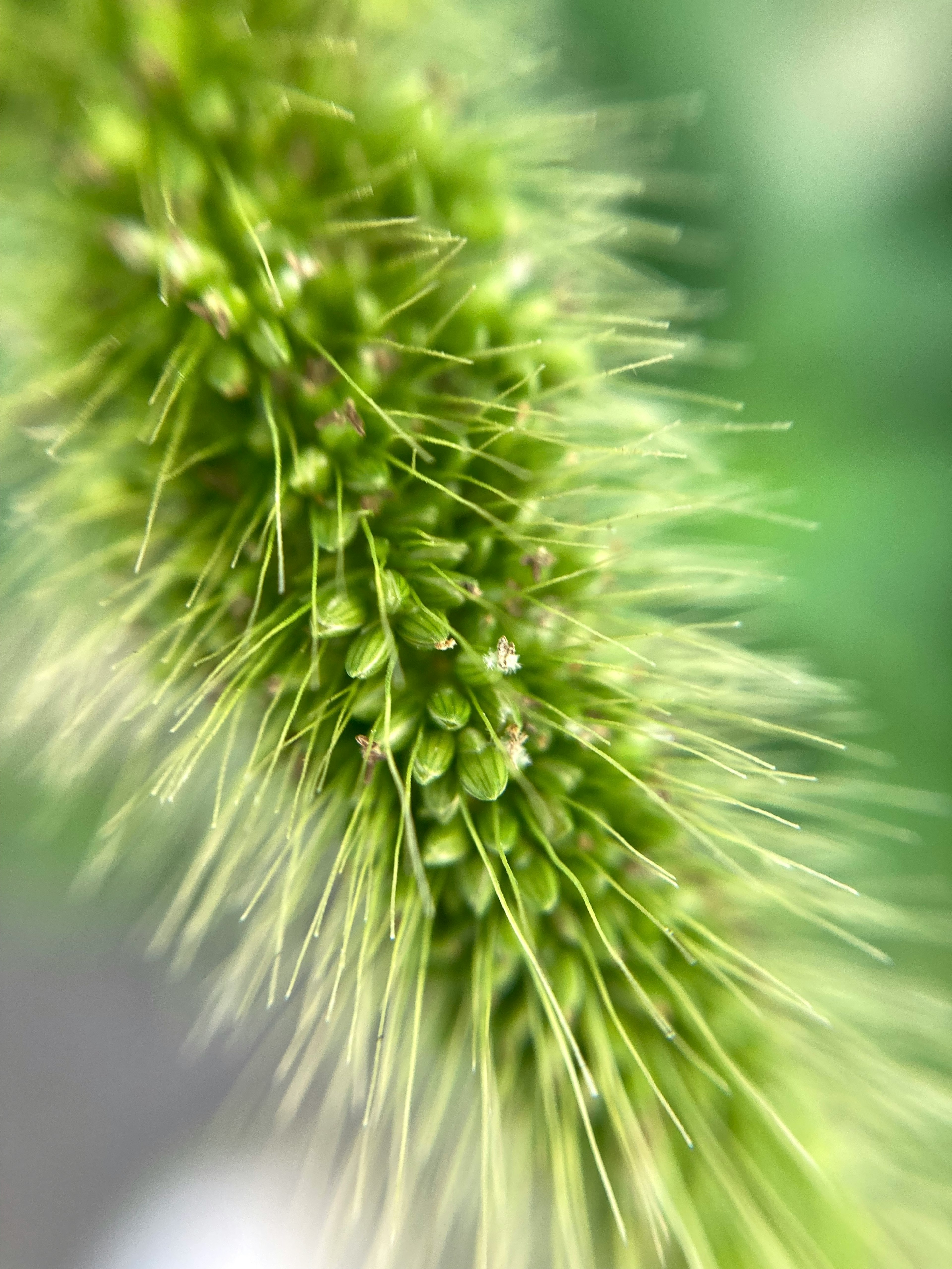 Primo piano di una struttura vegetale verde allungata con texture fini