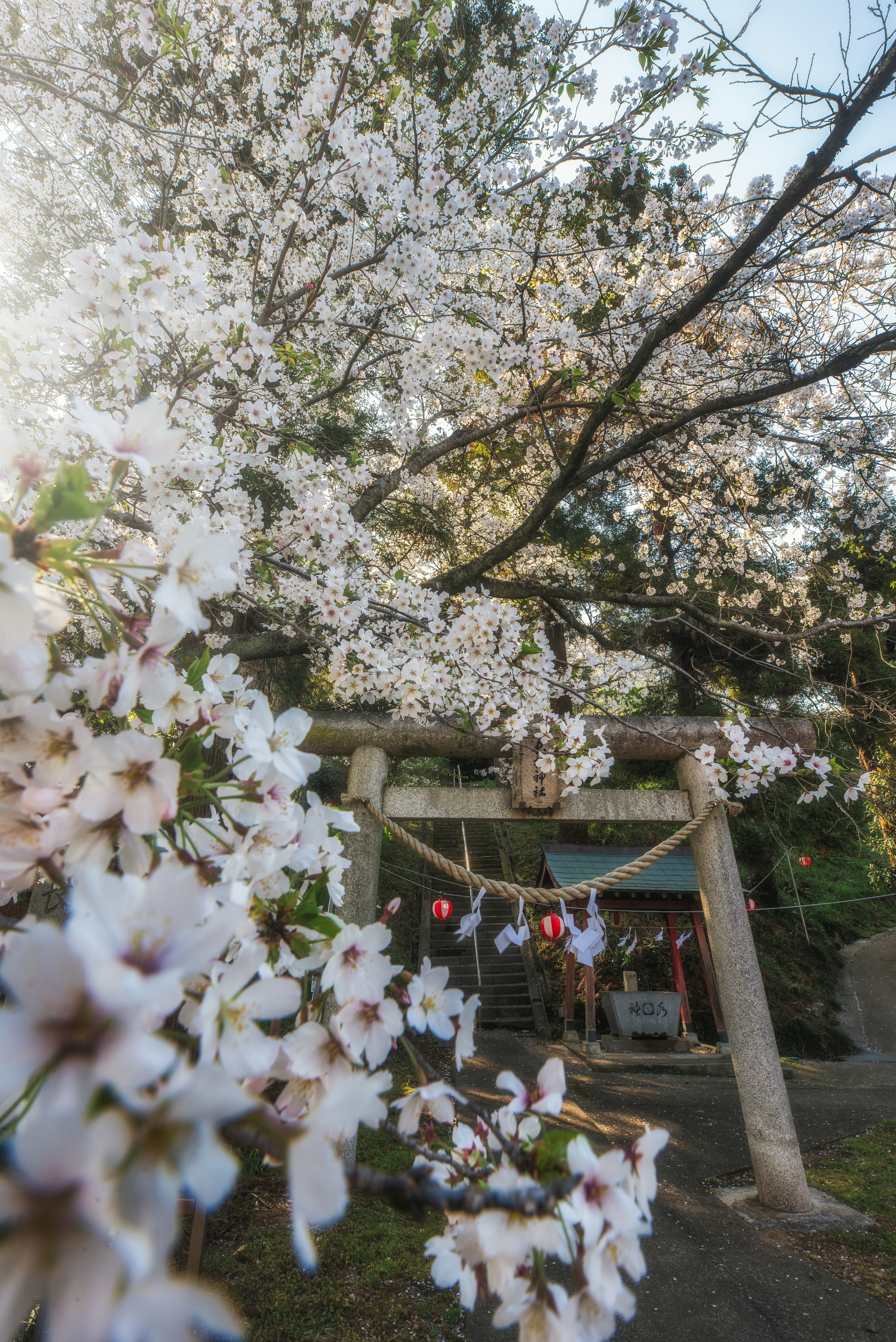 桜の花が咲く神社の鳥居と風景