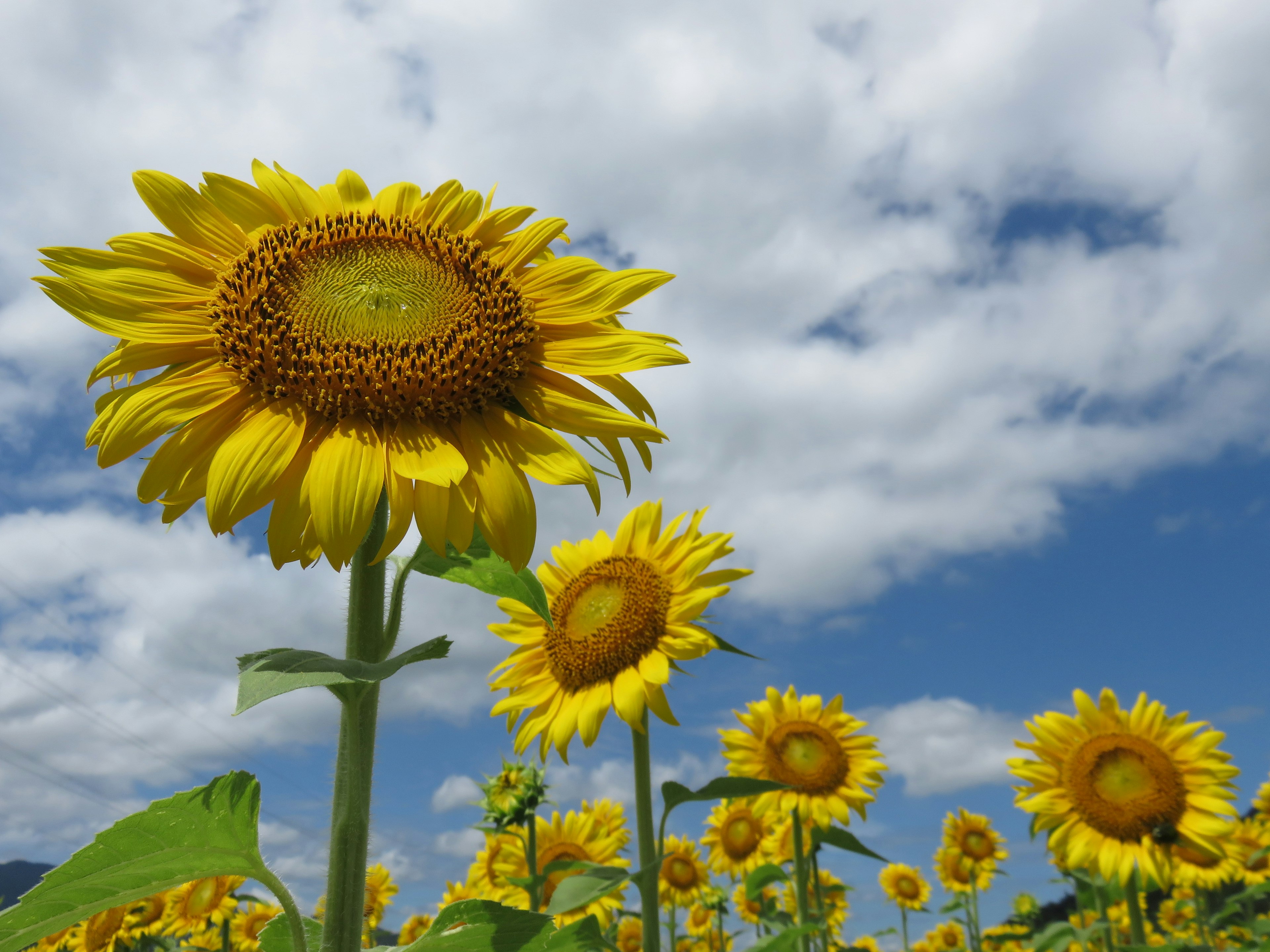 Field of sunflowers under a blue sky