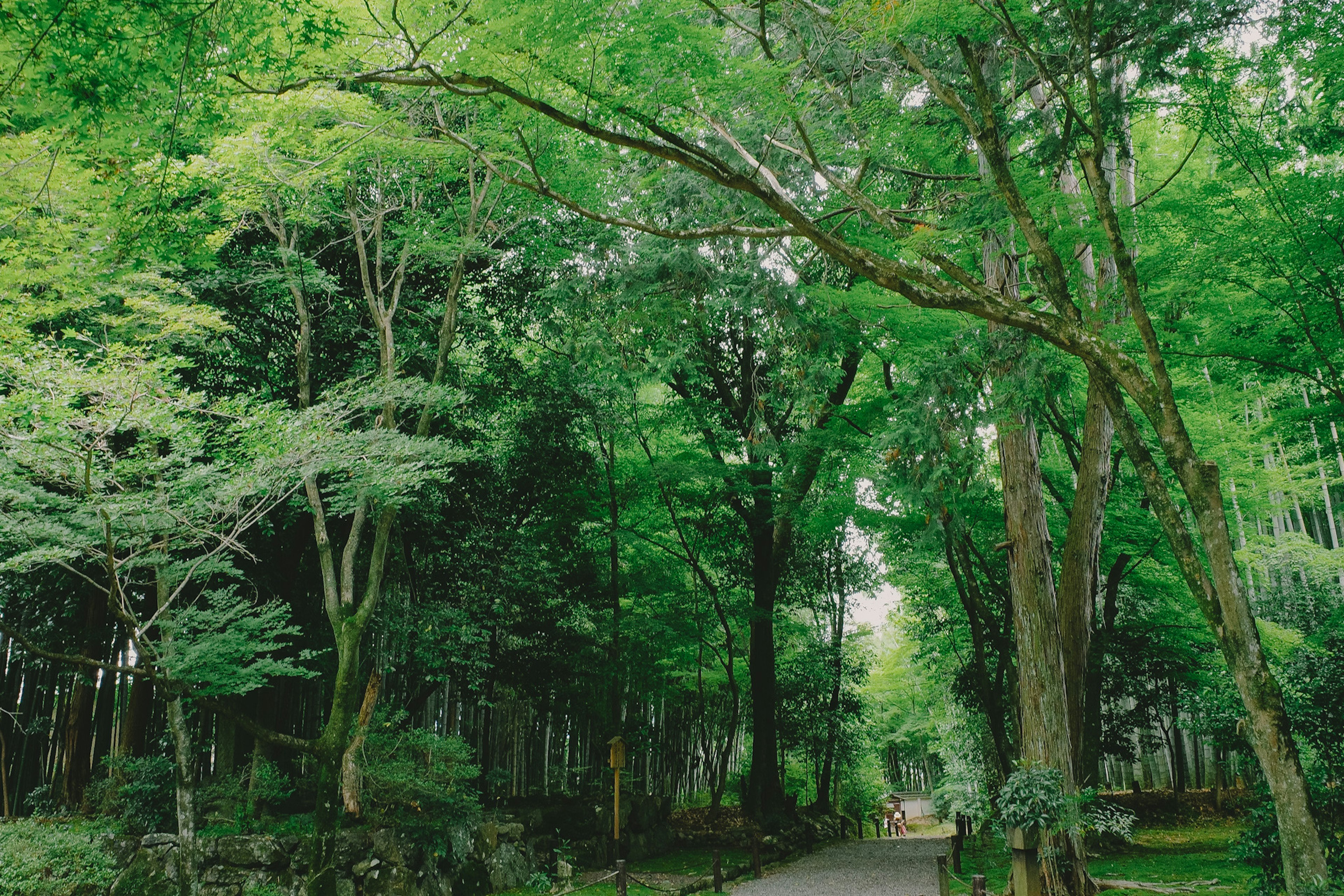 Lush green forest pathway with trees