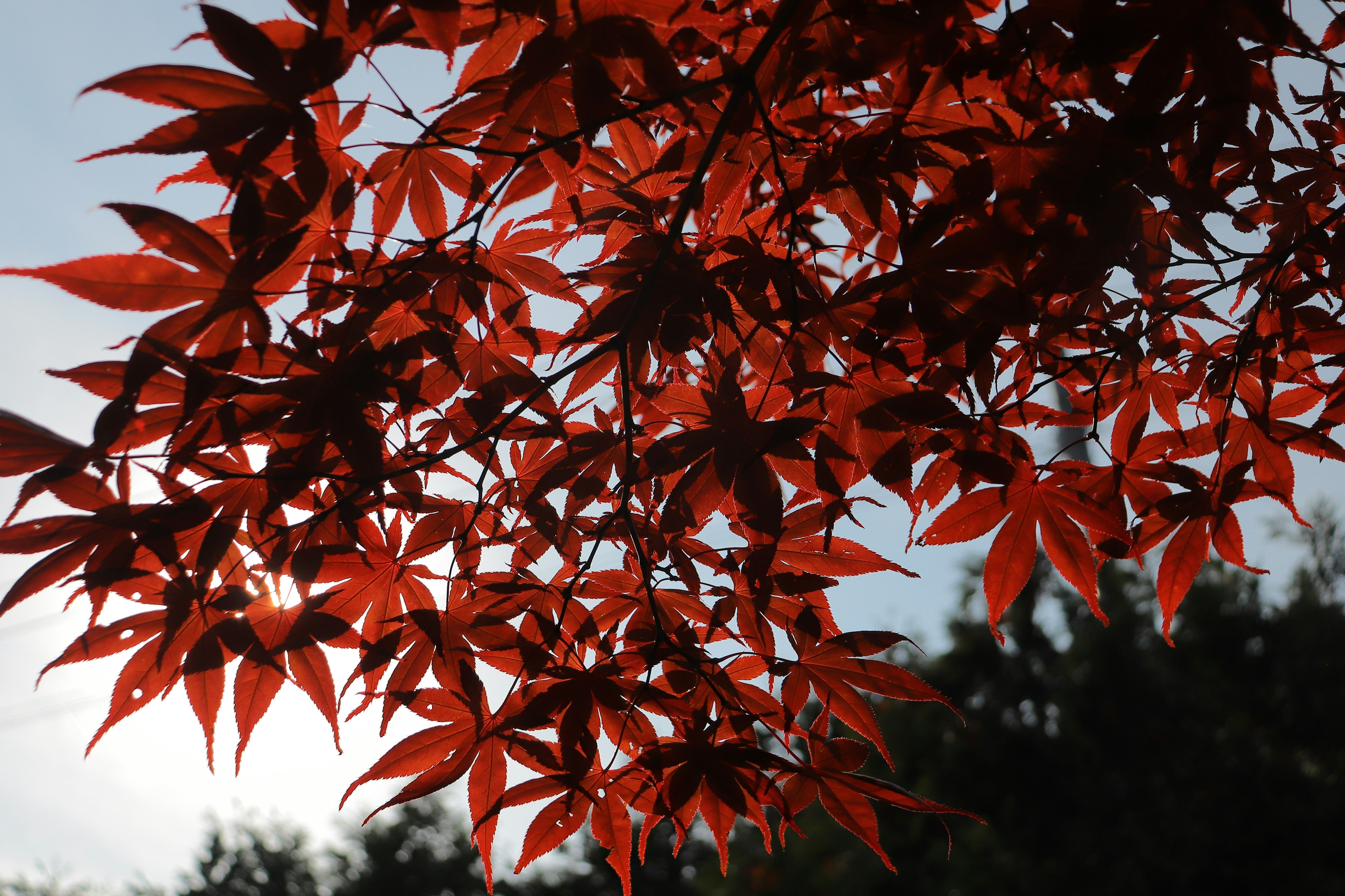 Cabang pohon maple Jepang dengan daun merah cerah