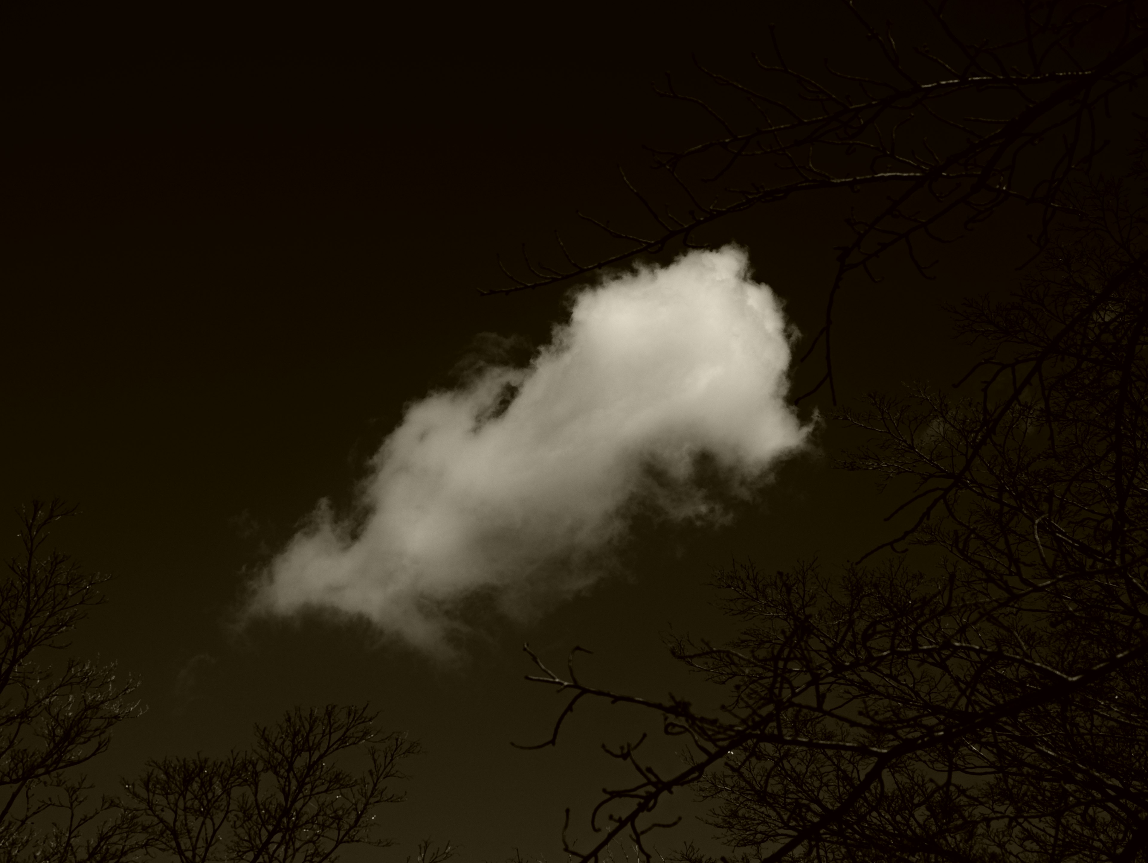 Una nube blanca flotando contra un cielo oscuro con siluetas de árboles