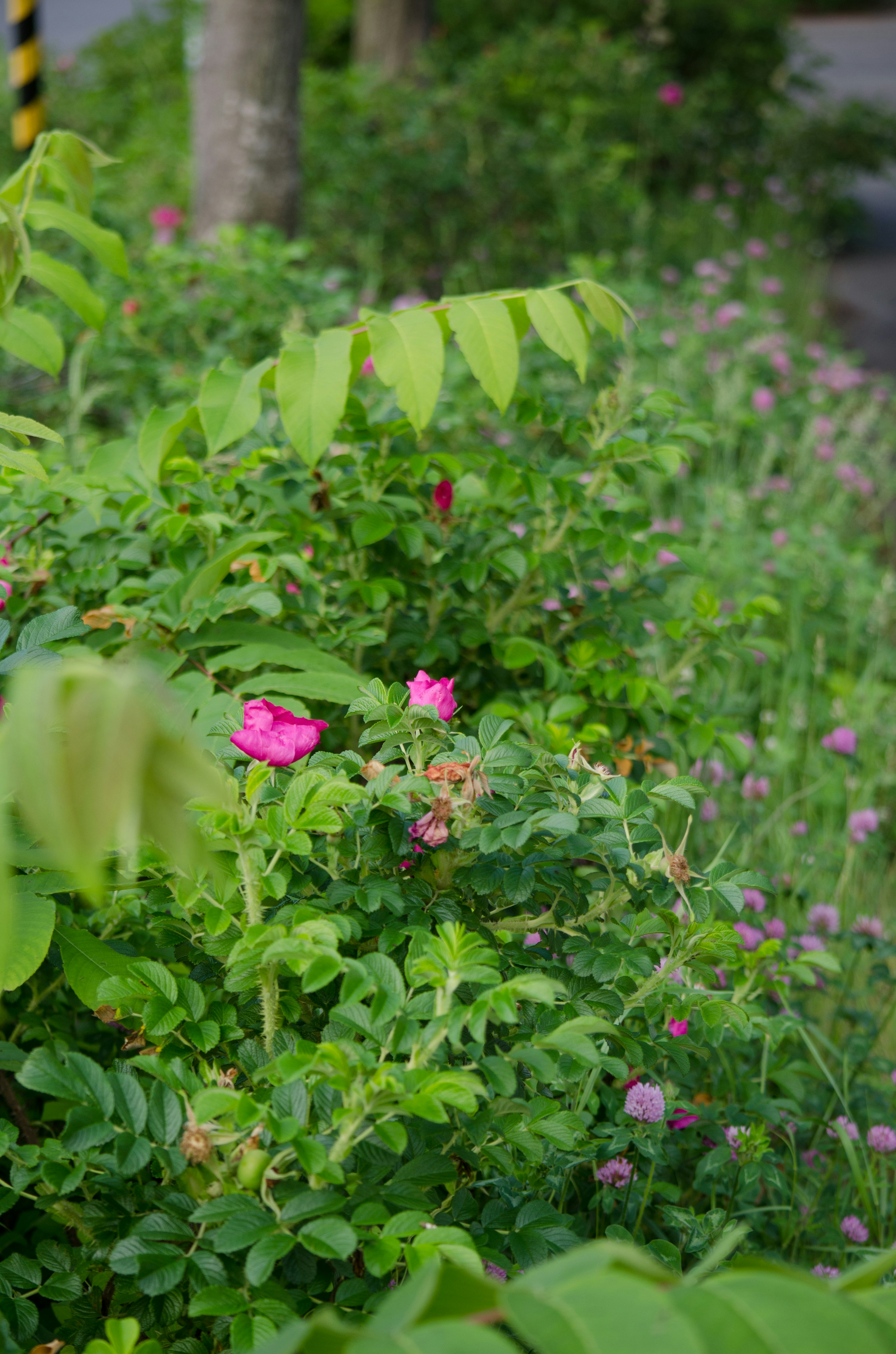 緑豊かな植物とピンクの花が見える風景